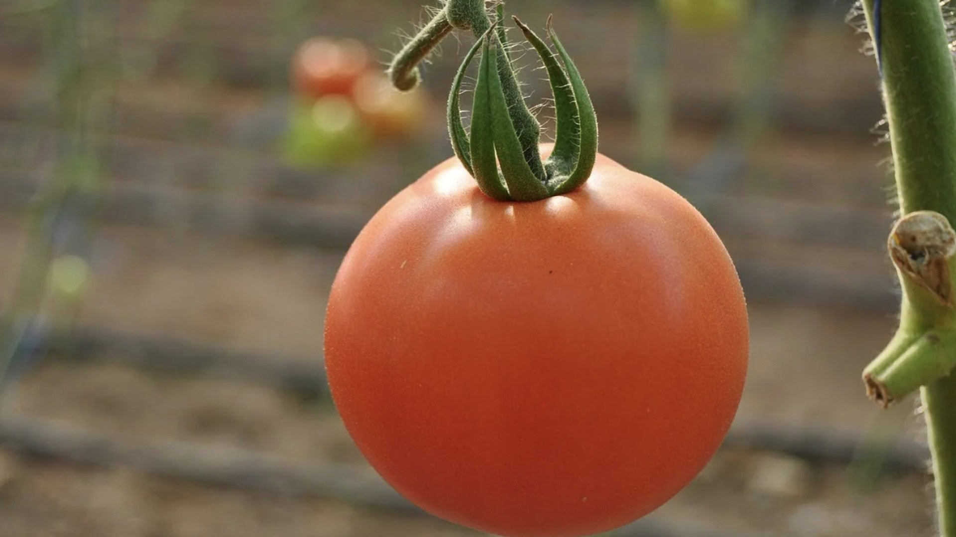 Помідор висить на гілці