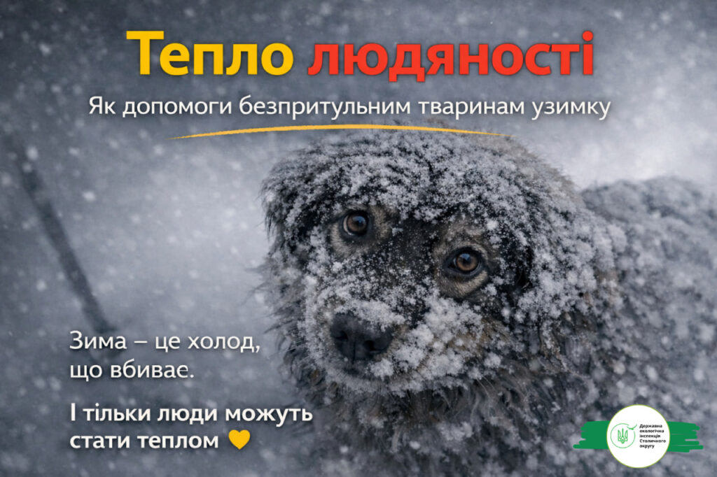 Зимові морози – смертельна загроза для безпритульних собак, котів і птахів, попереджає Державна екологічна інспекція Столичного округу