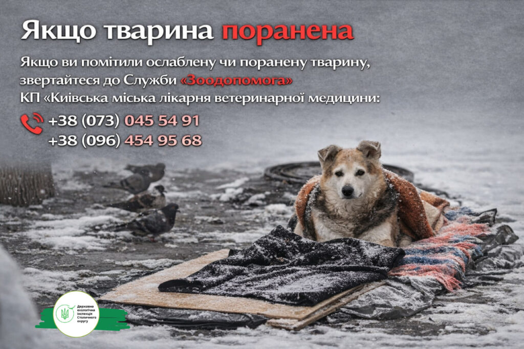 Зимові морози – смертельна загроза для безпритульних собак, котів і птахів, попереджає Державна екологічна інспекція Столичного округу