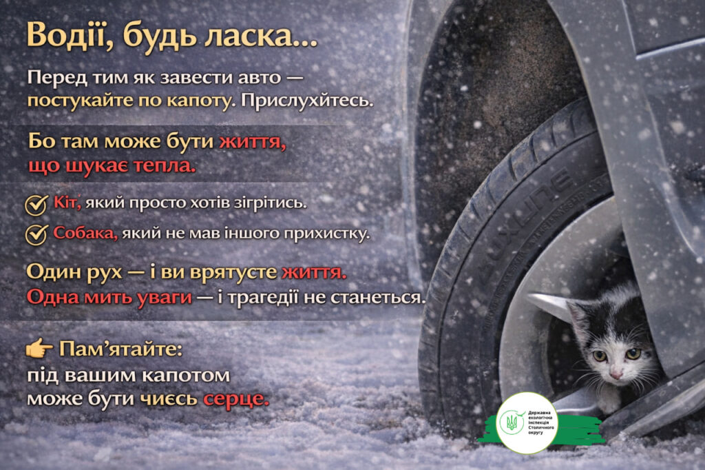 Зимові морози – смертельна загроза для безпритульних собак, котів і птахів, попереджає Державна екологічна інспекція Столичного округу