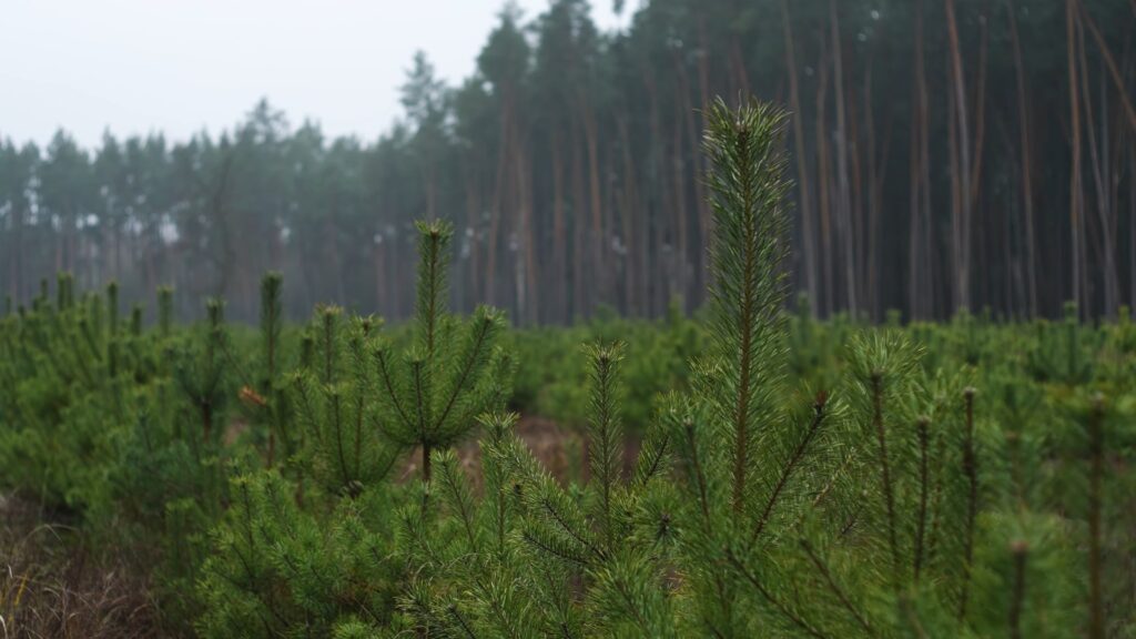 Працівникам «Ліси України» на Київщині повідомили про підозру в спробі розкрадання 100 тисяч гривень