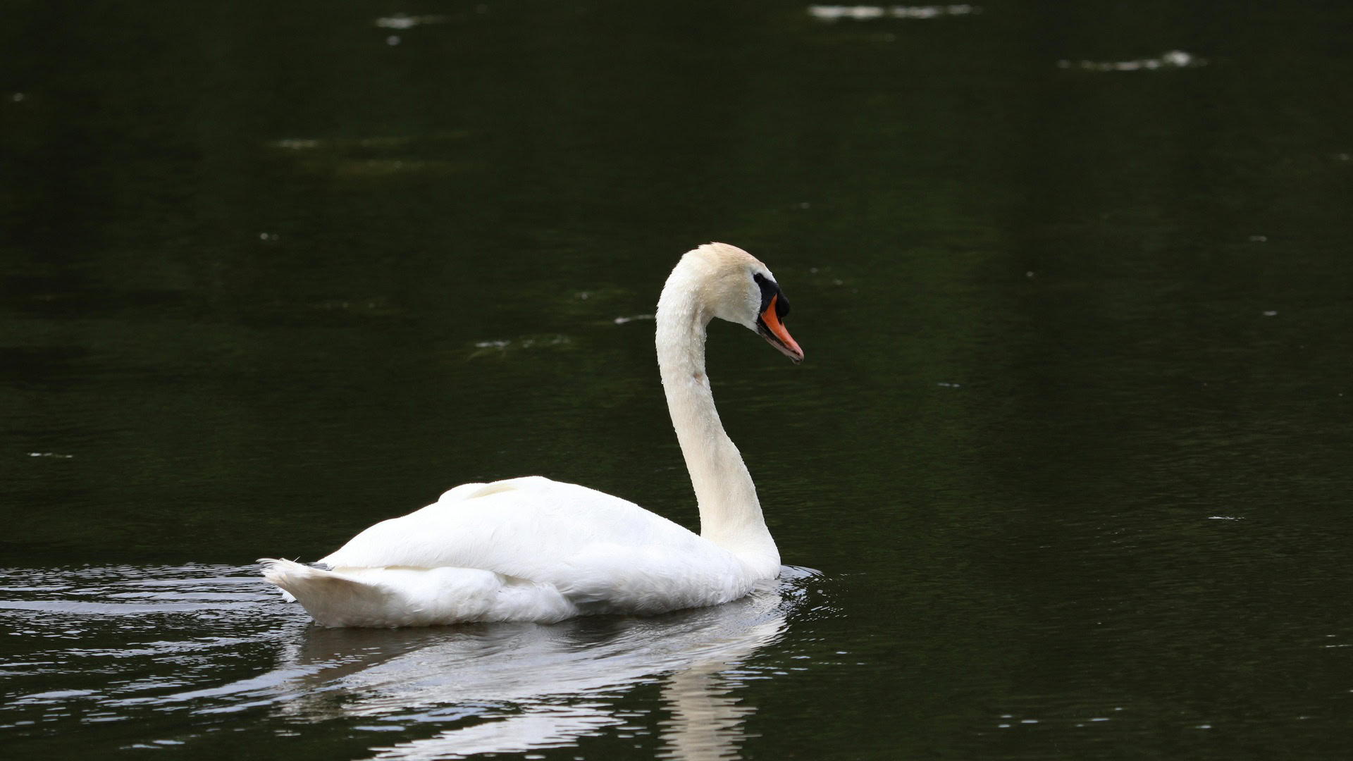Білий лебідь плаває по водній поверхні, ілюстративне фото дикої природи на водоймах Києва