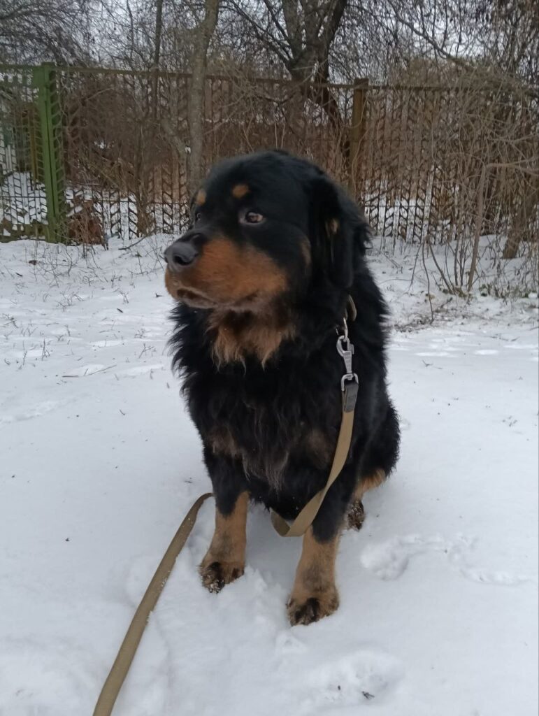 Пес-мандрівник здивував Бровари: самостійно їздив транспортом і повернувся додому Пес-мандрівник здивував Бровари: самостійно їздив транспортом і повернувся додому