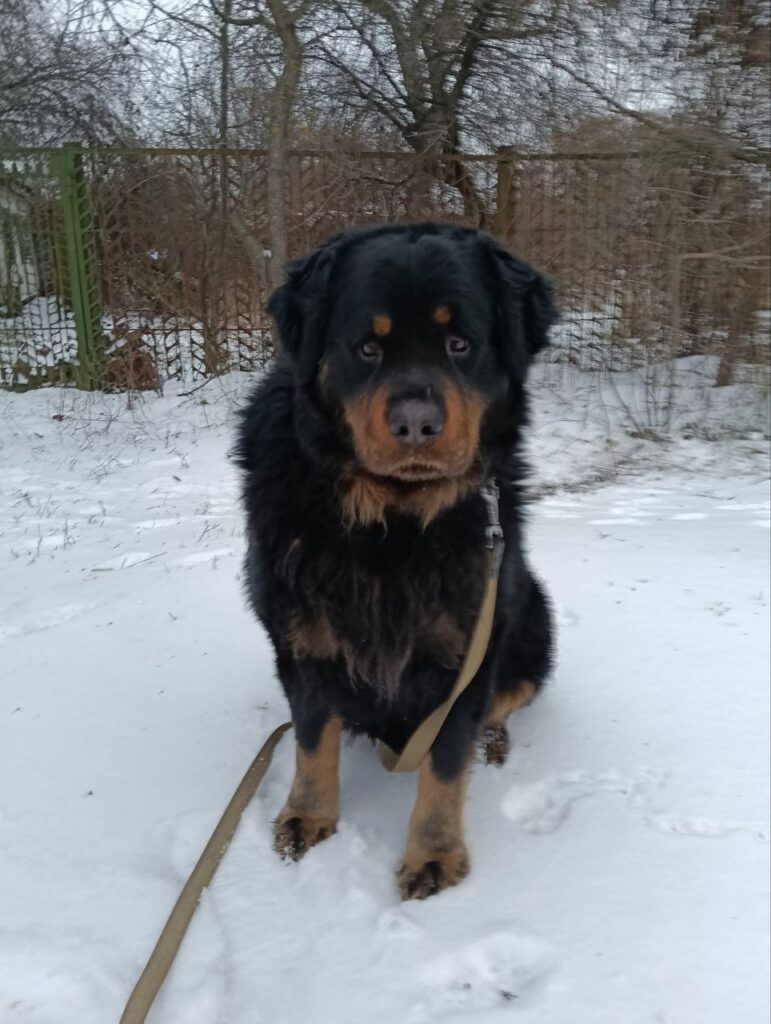 Пес-мандрівник здивував Бровари: самостійно їздив транспортом і повернувся додому Пес-мандрівник здивував Бровари: самостійно їздив транспортом і повернувся додому