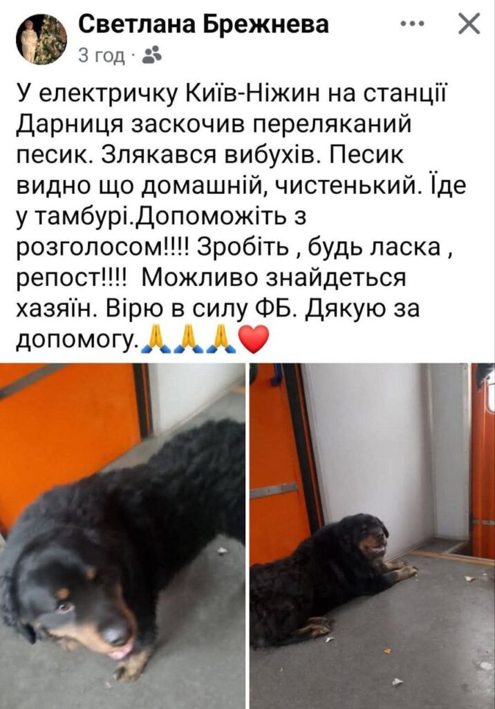 Пес-мандрівник здивував Бровари: самостійно їздив транспортом і повернувся додому Пес-мандрівник здивував Бровари: самостійно їздив транспортом і повернувся додому