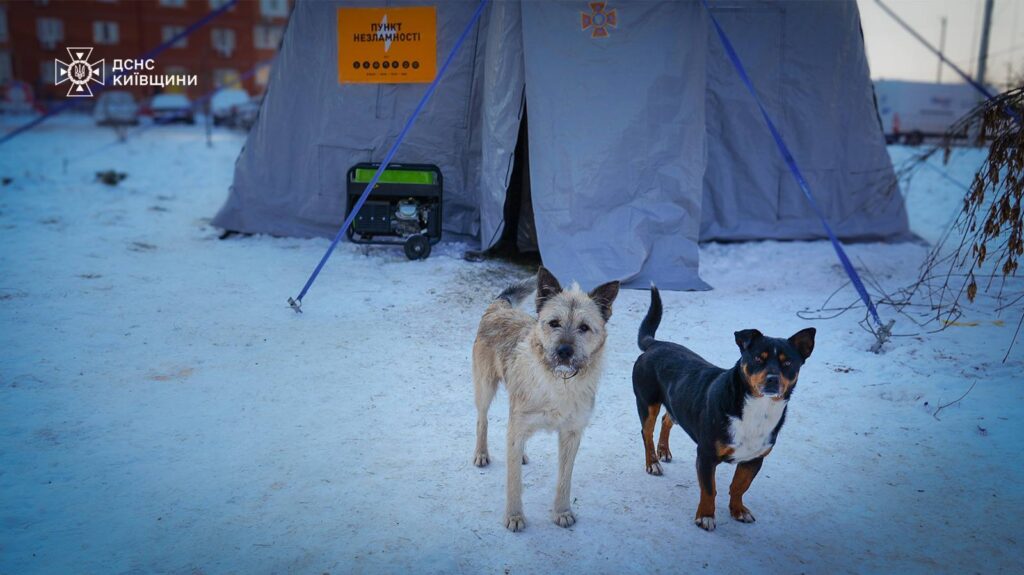 Два песики біля намету, в якому розташований пункт незламності