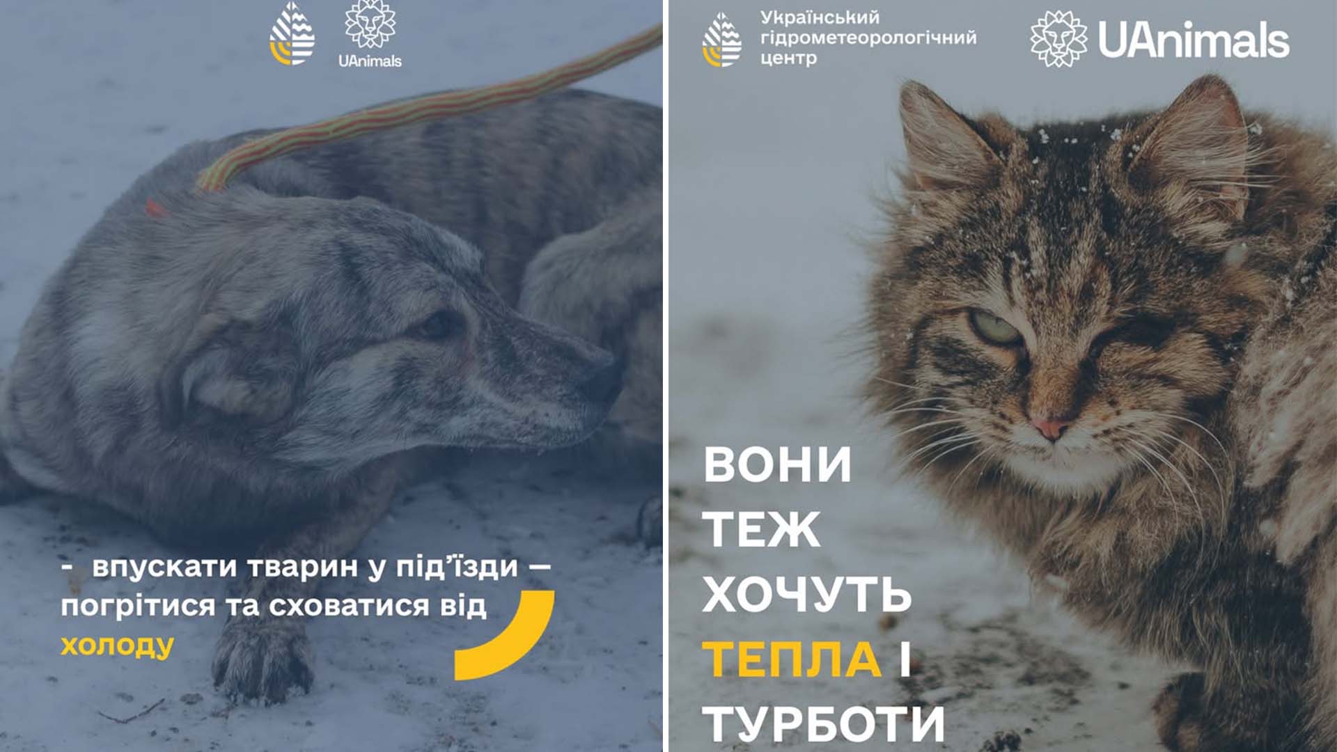 Собака і кіт на холоді