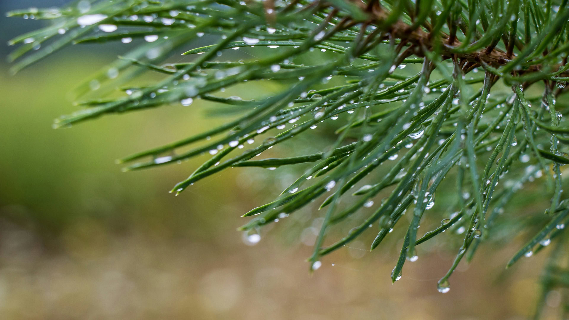 Чому взимку важче дихати: що таке температурна інверсія і як вона впливає на повітря Гілка хвойного дерева з краплями талої води на тлі зимового пейзажу — ілюстрація до прогнозу погоди в Києві та Київській області на 7 березня