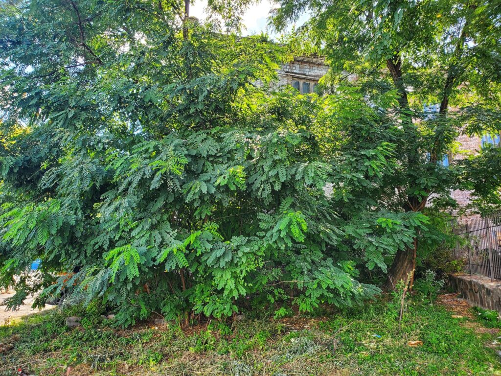 У Києві оголосили архітектурний конкурс на створення екопростору пам'яті Самійла Кішки