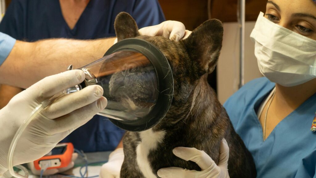 Собака у ветеринарній клініці