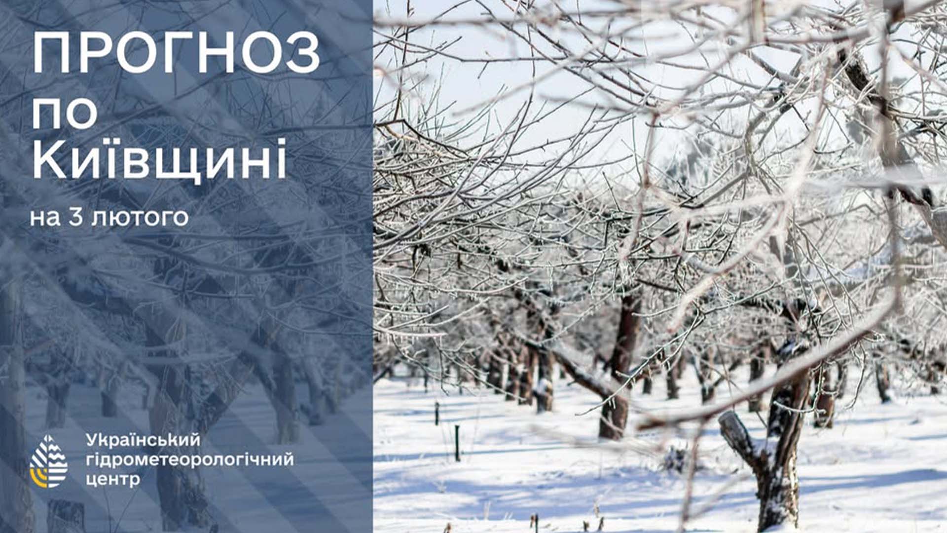 Покриті снігом дерева у саду