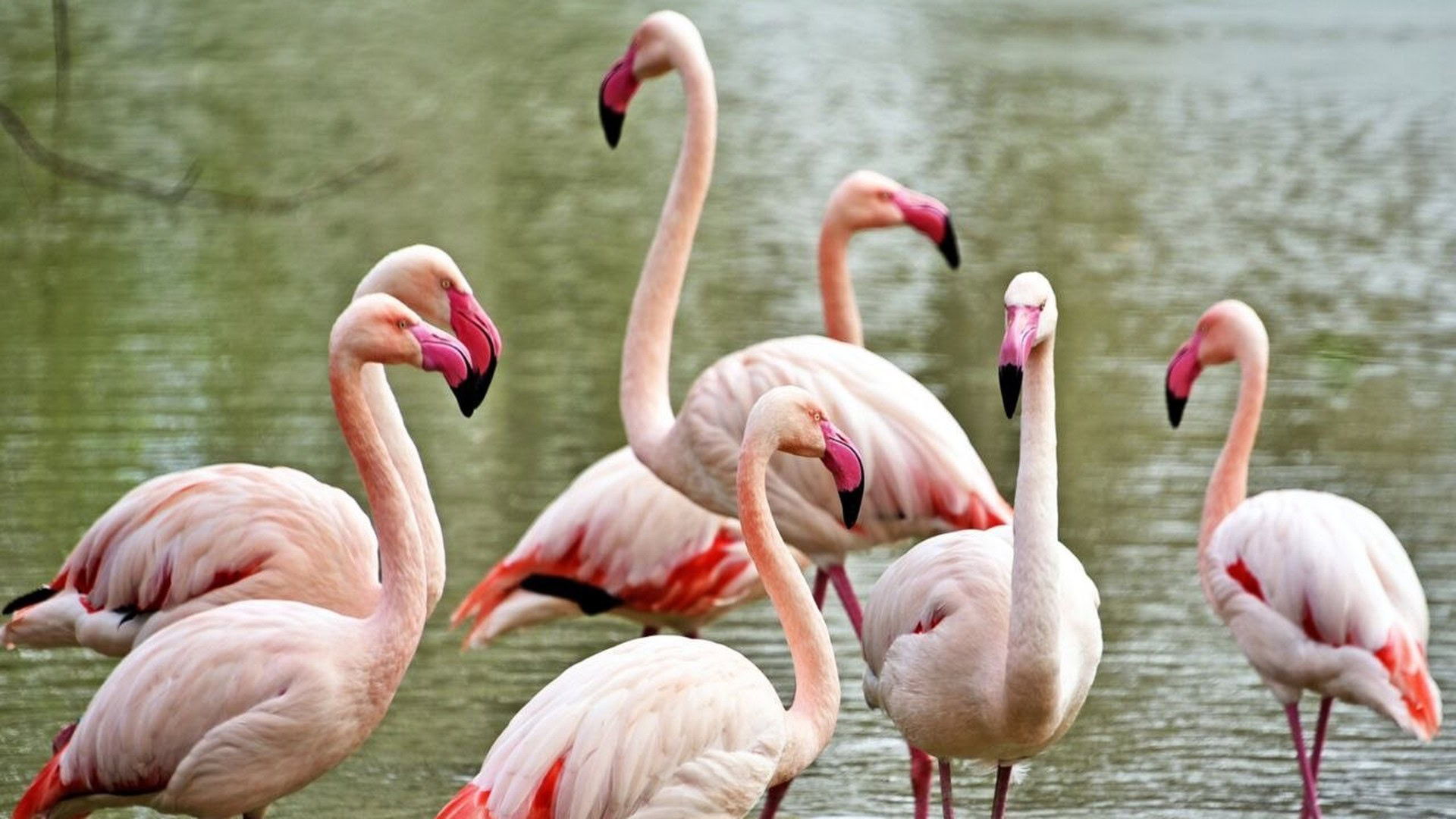 Фламінго КиївЗоо повернулися на крейдяне озеро: з танцями та