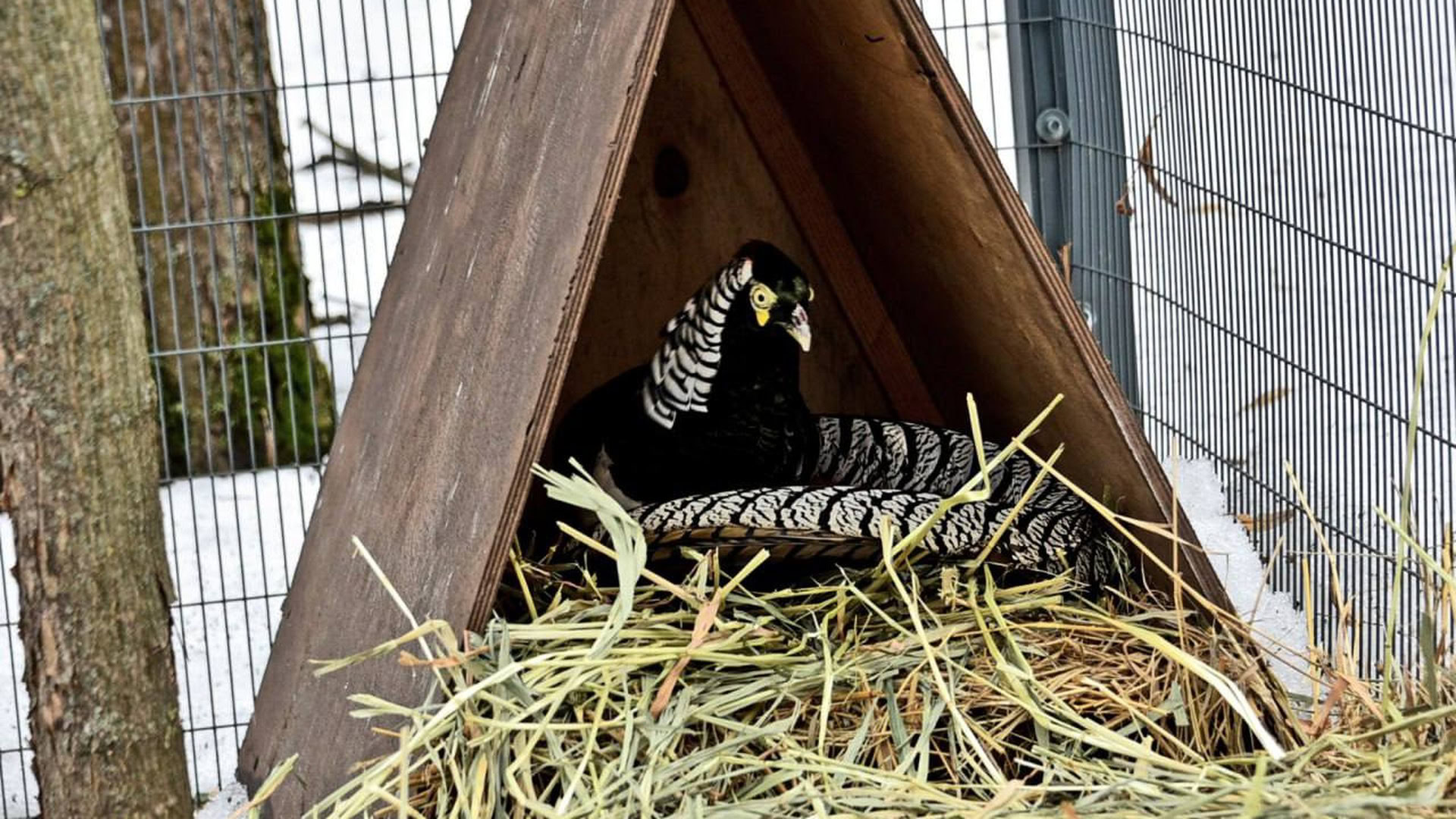 У Києві вперше відбудеться UNIDAY — Фестиваль єдності та культурного розмаїття України Фазан у трикутному дерев'яному гніздовому будиночку на сіні у КиївЗоо взимку