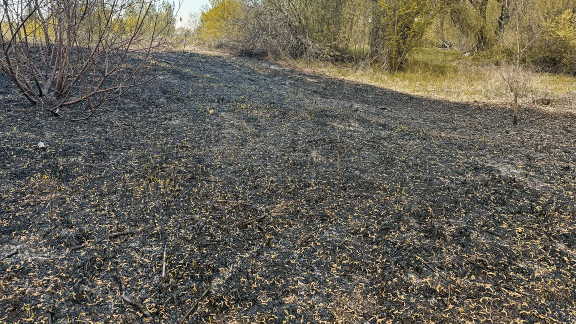 Киян закликають не спалювати суху траву навесні — штрафи від 3060 до 30 600 грн, нагадує КМДА