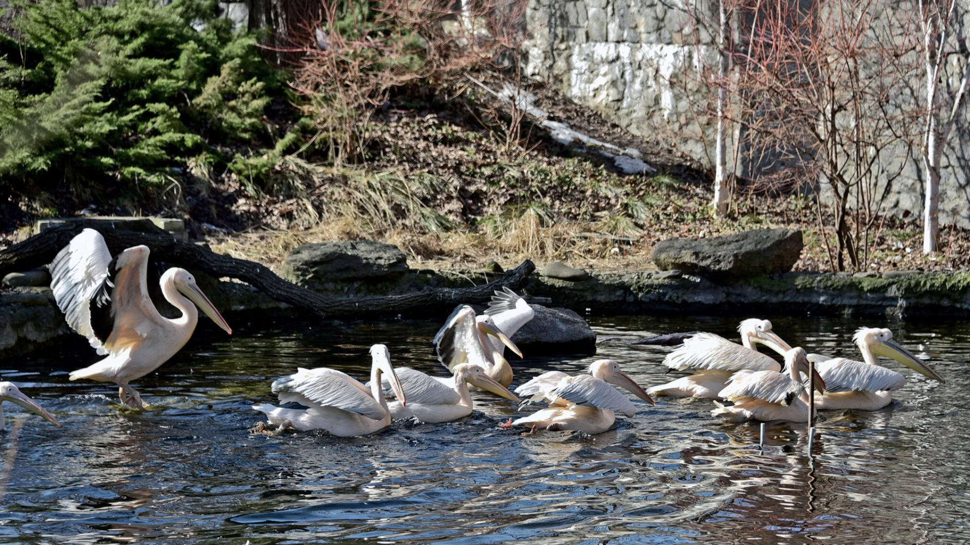 Пелікани на озері Київського зоопарку навесні — старт весняного сезону у КиївЗоо