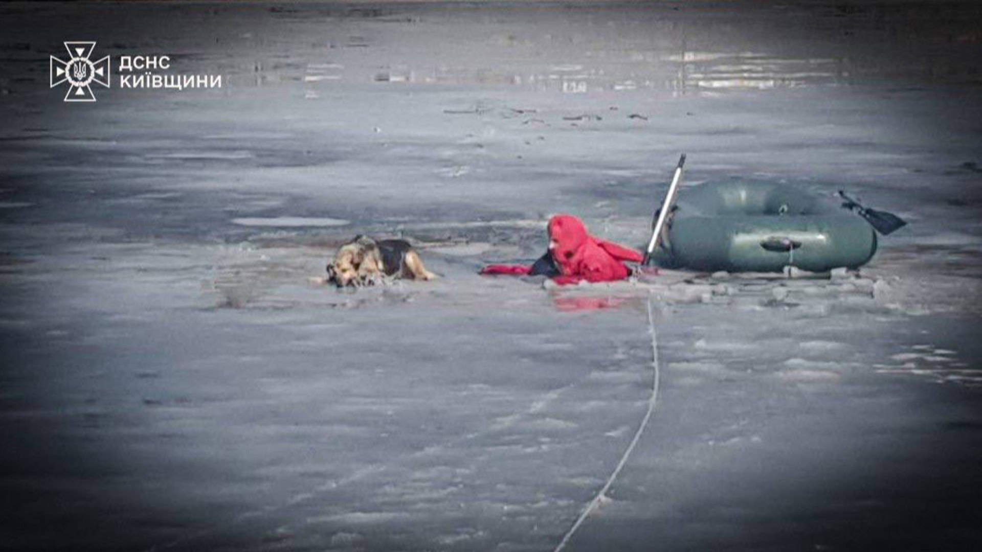 Рятувальники ДСНС витягують собаку, який провалився під кригу на річці Рось у Білій Церкві