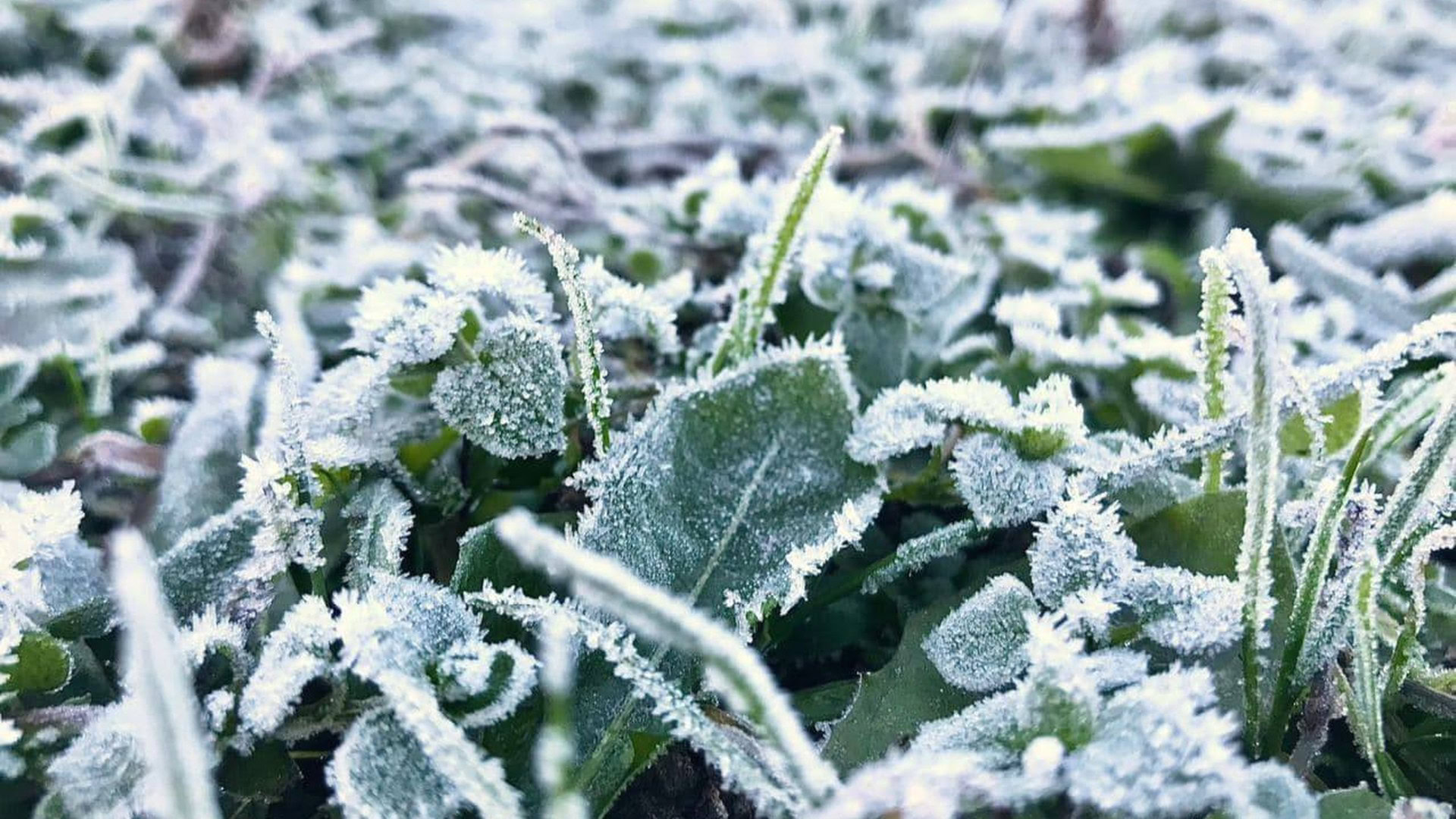 Попередження Укргідрометцентру про заморозки в повітрі 0–3° у Києві та Київській області 12–13 квітня 2026 року