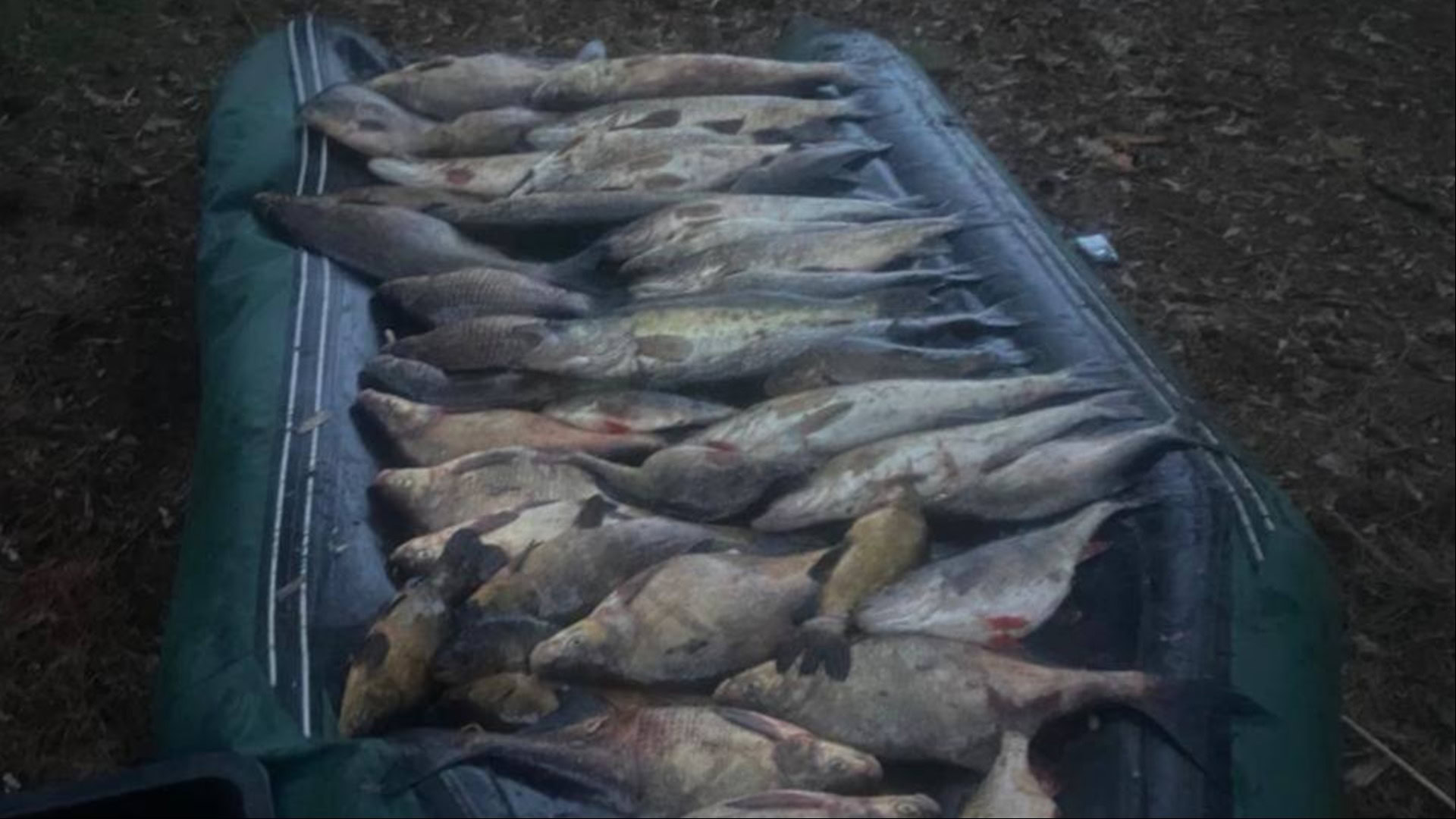 Незаконно виловлена риба, вилучена поліцією у браконьєрів на річці Тетерів у Вишгородському районі Київщини