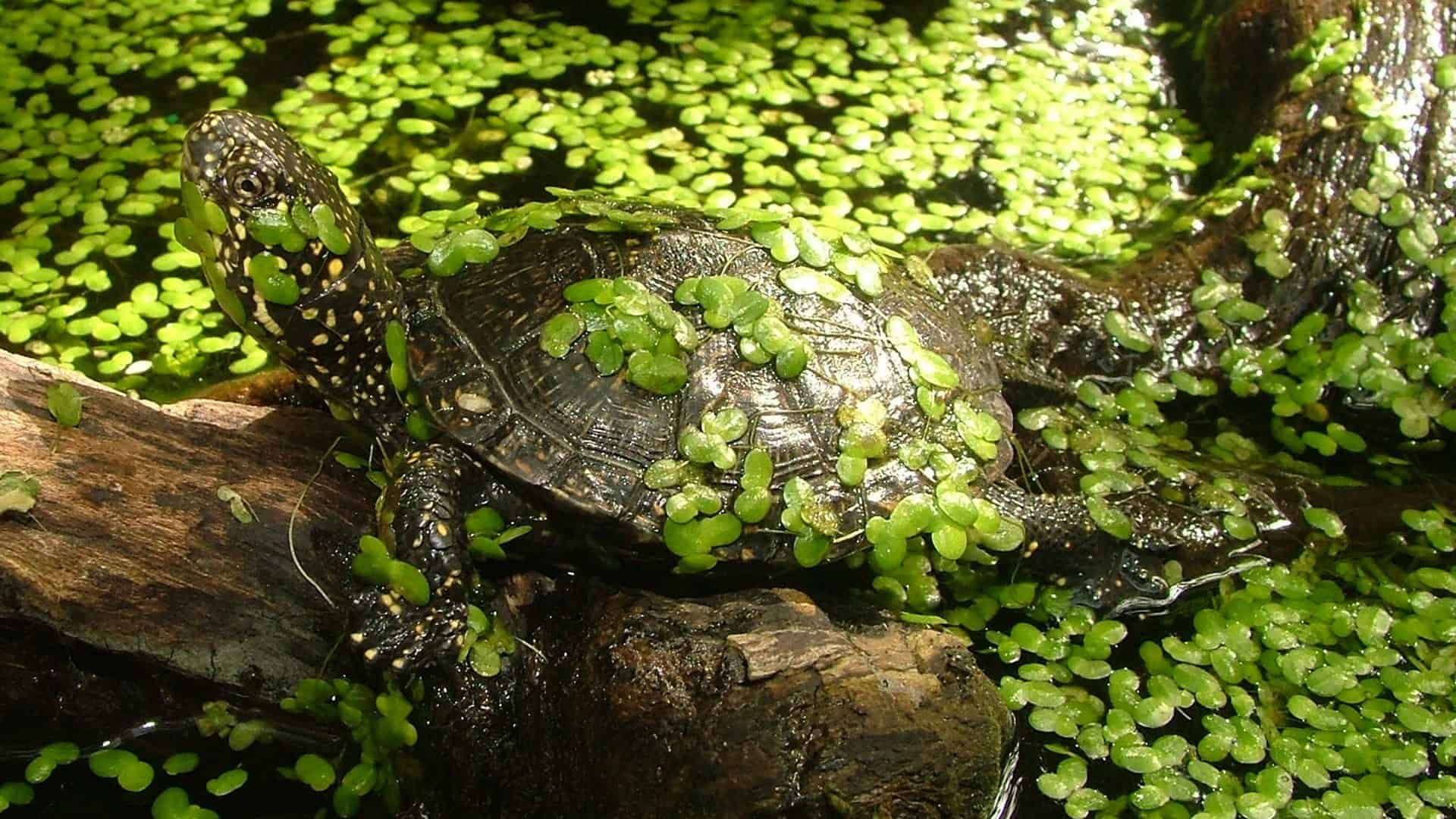 Болотяна черепаха Emys orbicularis на колоді серед ряски у природній водоймі