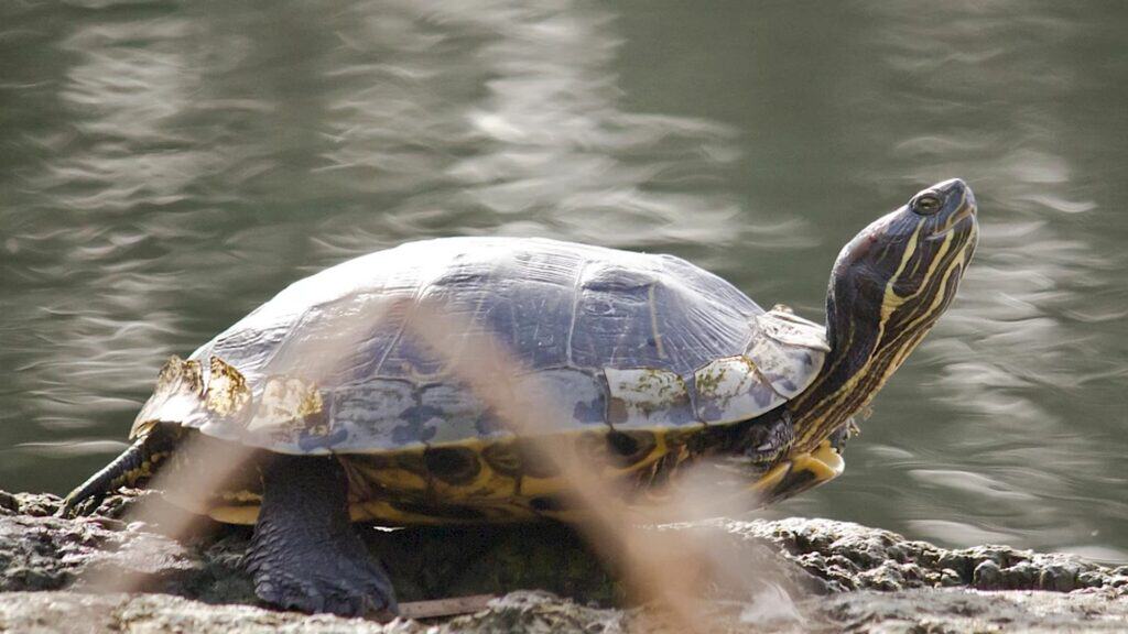 Червоновуха черепаха Trachemys scripta гріється на камені біля ставка в київському парку весною 2026 року