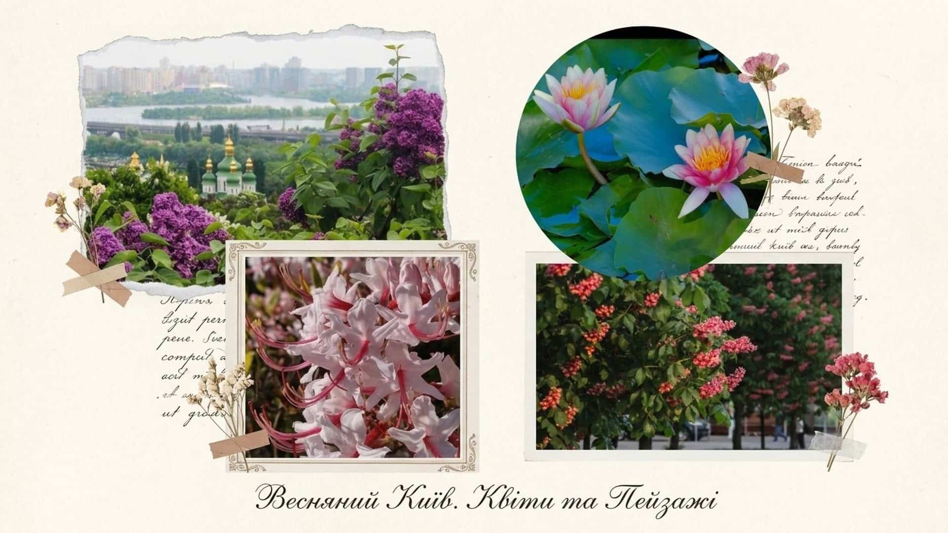 Колаж з весняними квітами Києва: бузок, рододендрони, водяні лілії та міські пейзажі з квітучою зеленню навесні