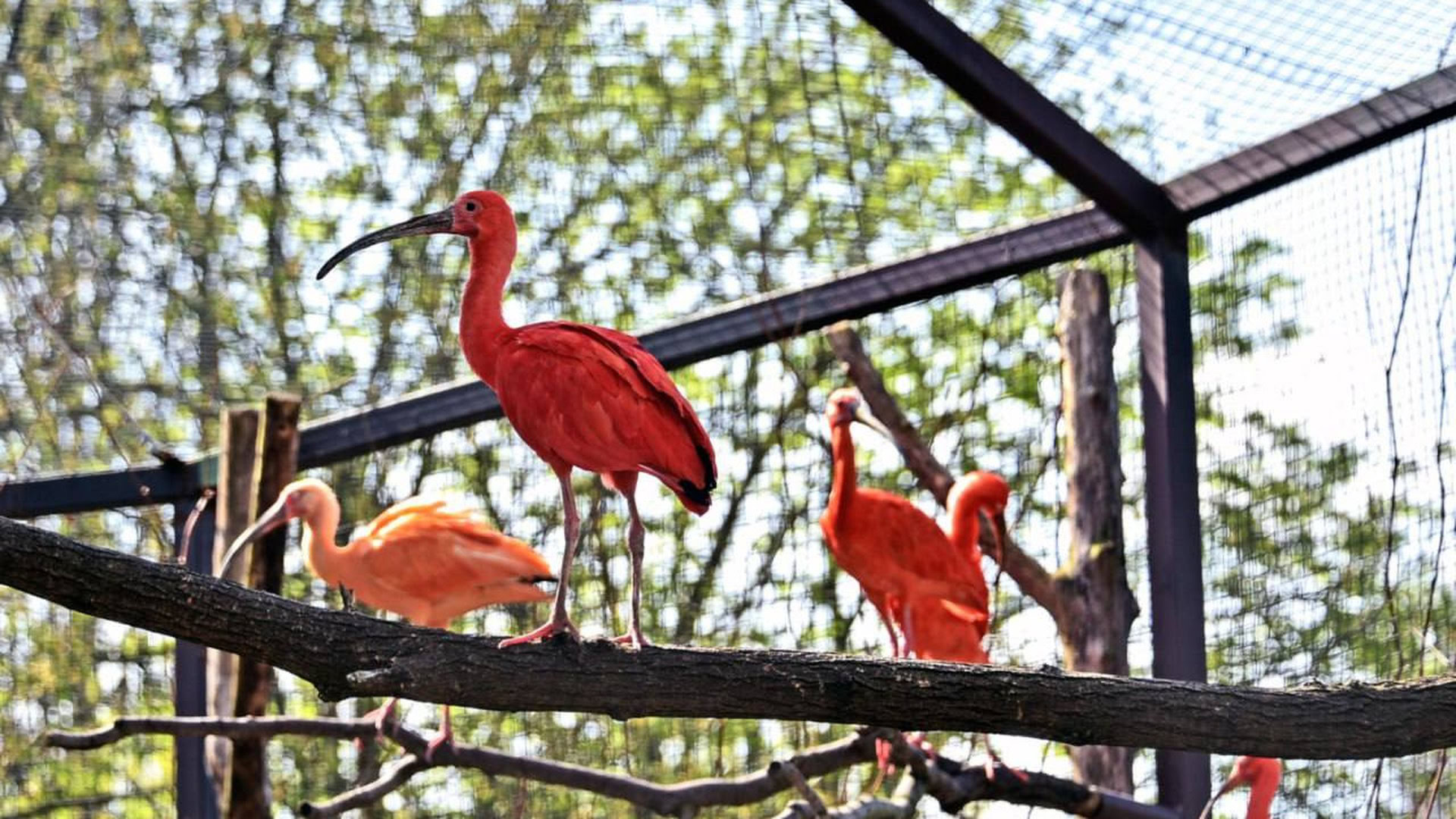 Яскраво-червоні ібіси сидять на гілці дерева в літньому авіарії Київського зоопарку серед зелені