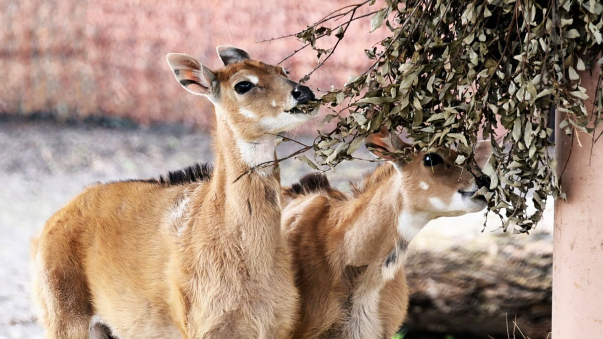 Двоє молодих антилоп нільгау їдять зелені гілки у вольєрі Київського зоопарку під час показового годування
