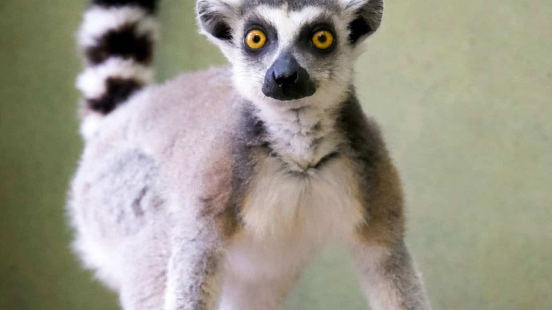 Лемур катта Котик дивиться в камеру у ветеринарному шпиталі Київського зоопарку під час 40-денного карантину