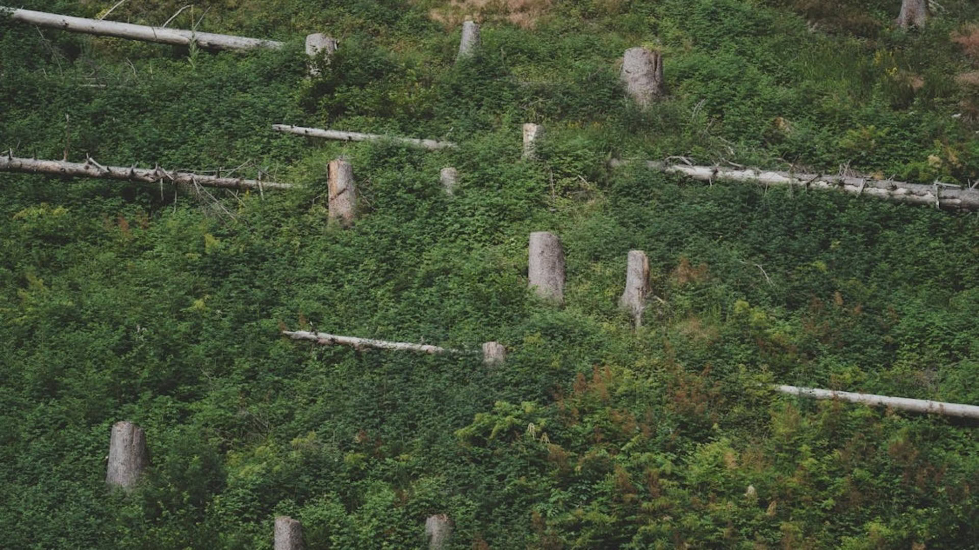Пеньки зрубаних дерев на лісовій ділянці — ілюстрація до справи про незаконну порубку на Фастівщині