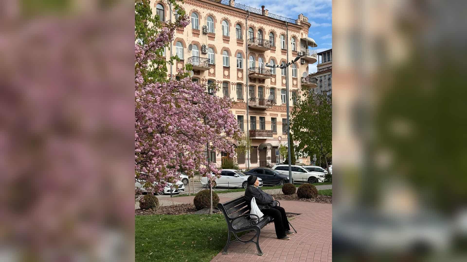 Сакура та старовинний будинок на площі Франка у Києві — жінка на лавці під рожевими квітами