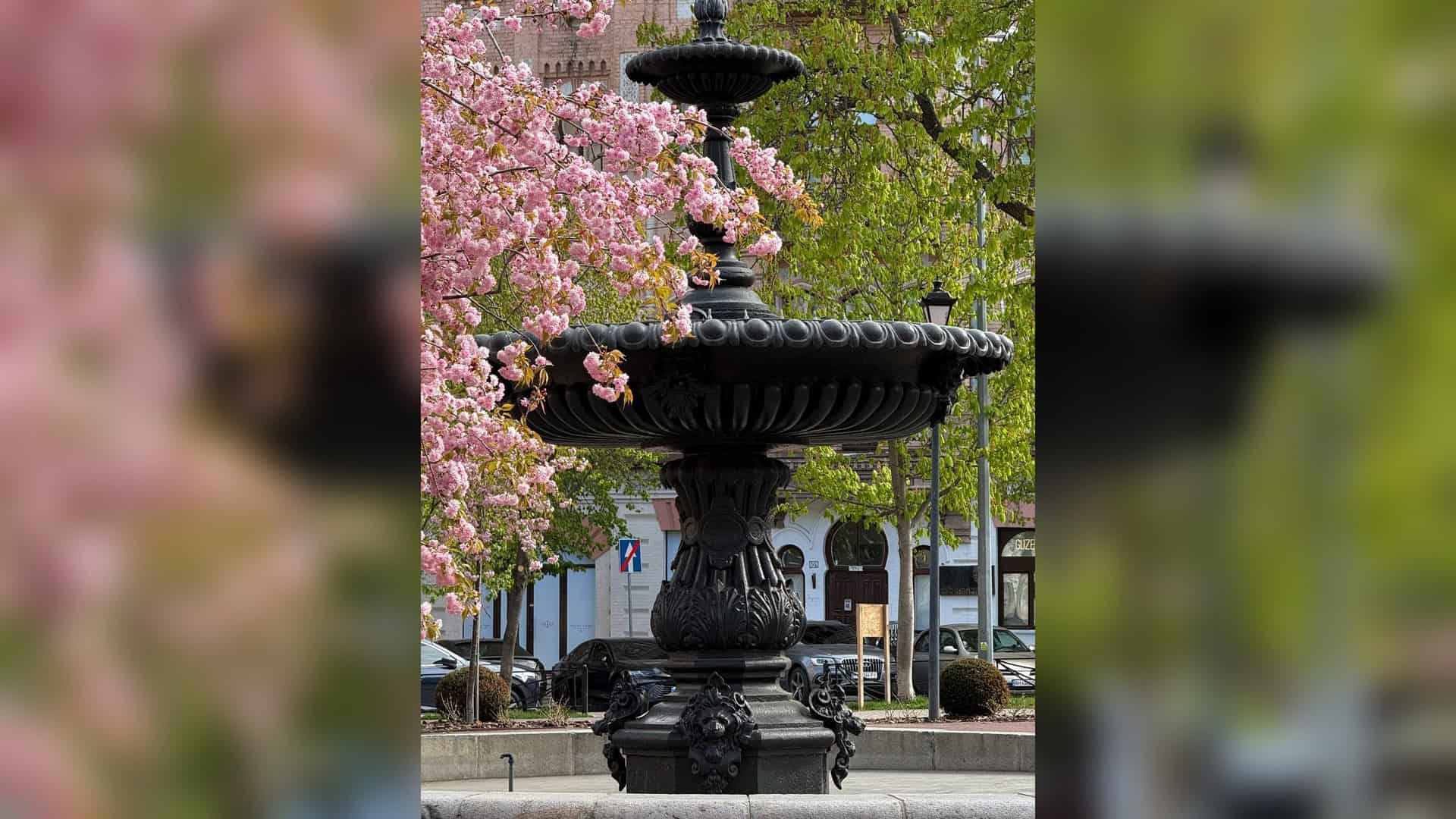 Цвітіння сакури поряд із декоративним фонтаном на площі Івана Франка у Києві навесні 2026 року