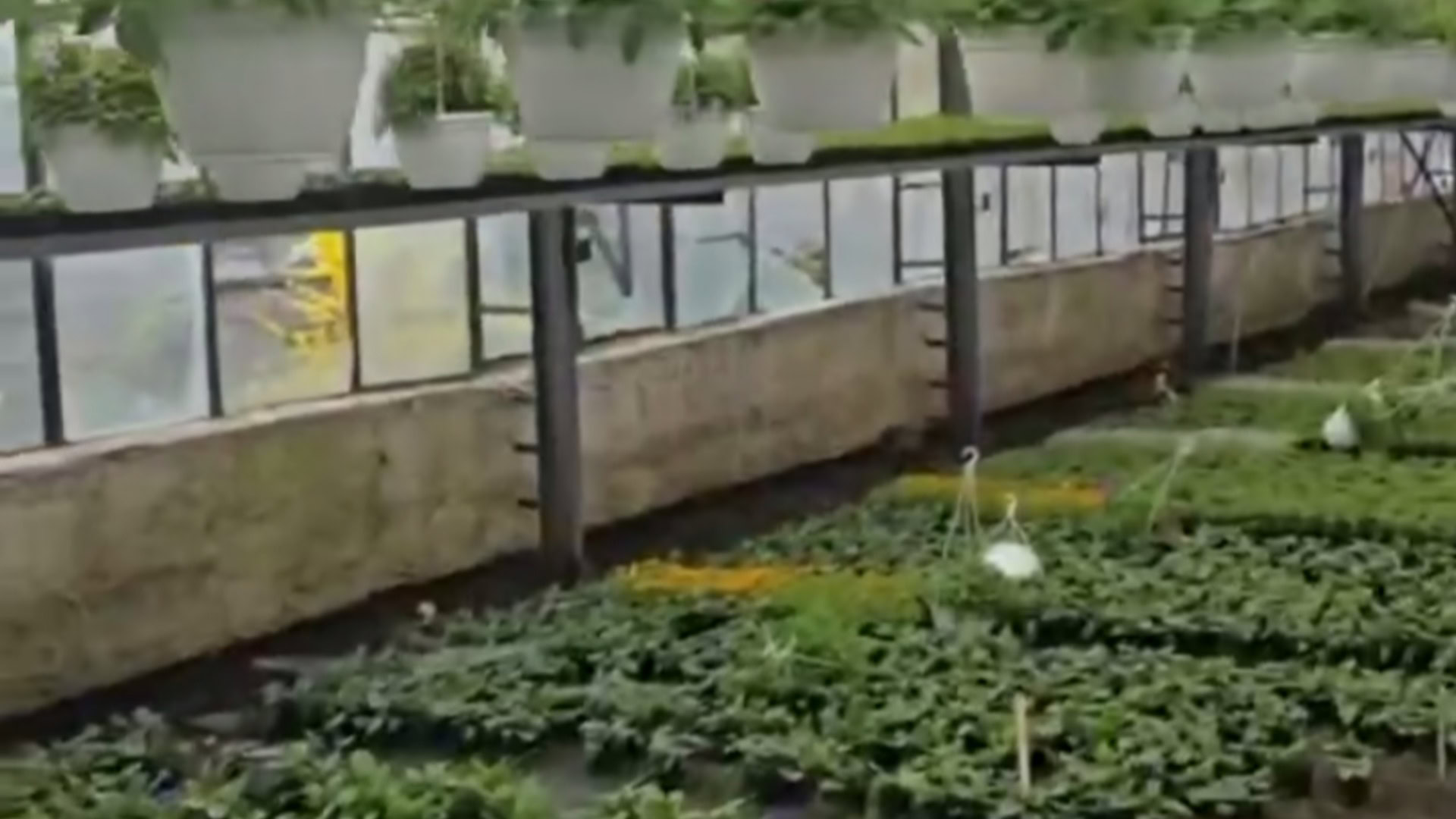 Теплиця комунального підприємства КП УЗН в Оболонському районі Києва, яке займається озелененням та доглядом зелених зон