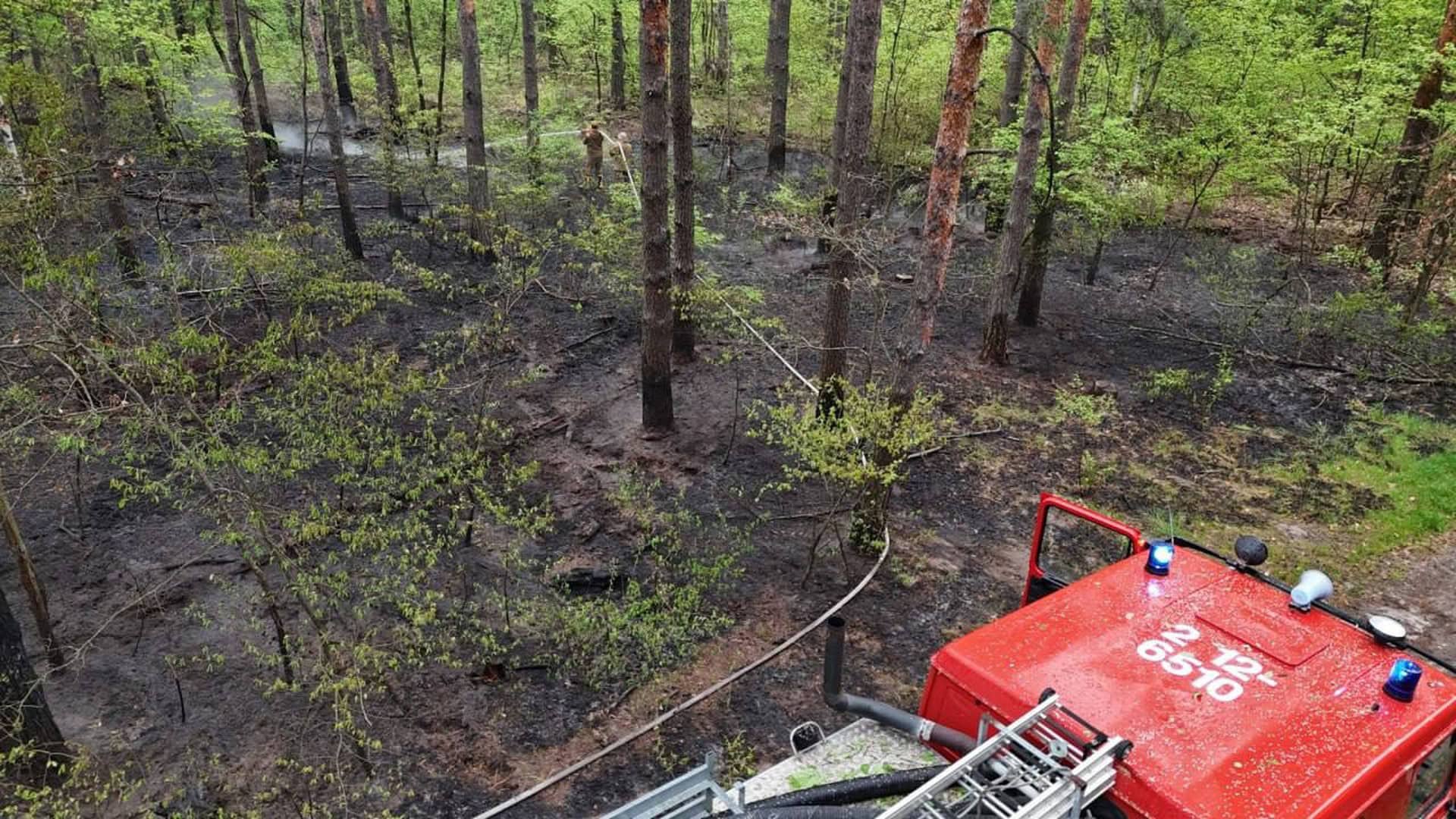 Пожежа в Ірпені: майже гектар лісу, підозрюють підпал