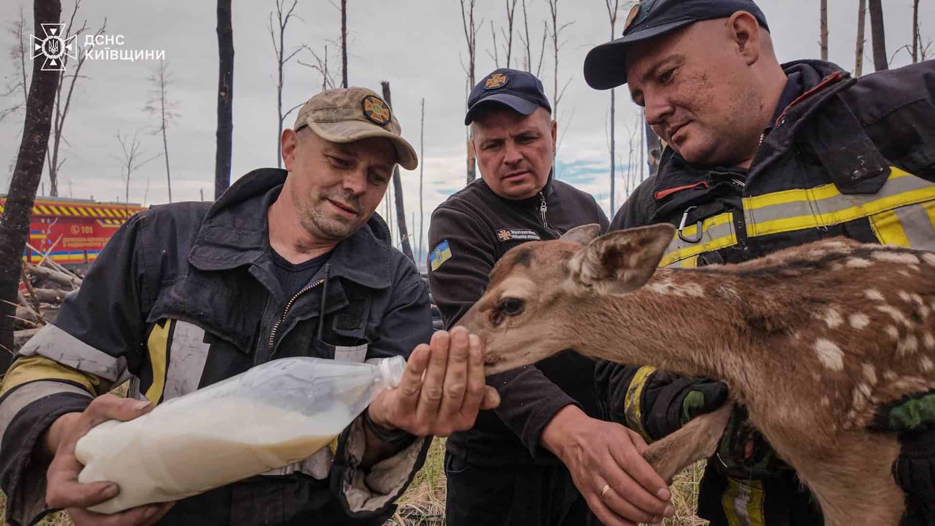 Троє рятувальників ДСНС Київщини у спорядженні годують з пляшки молодого оленя, врятованого під час пожежі в лісі