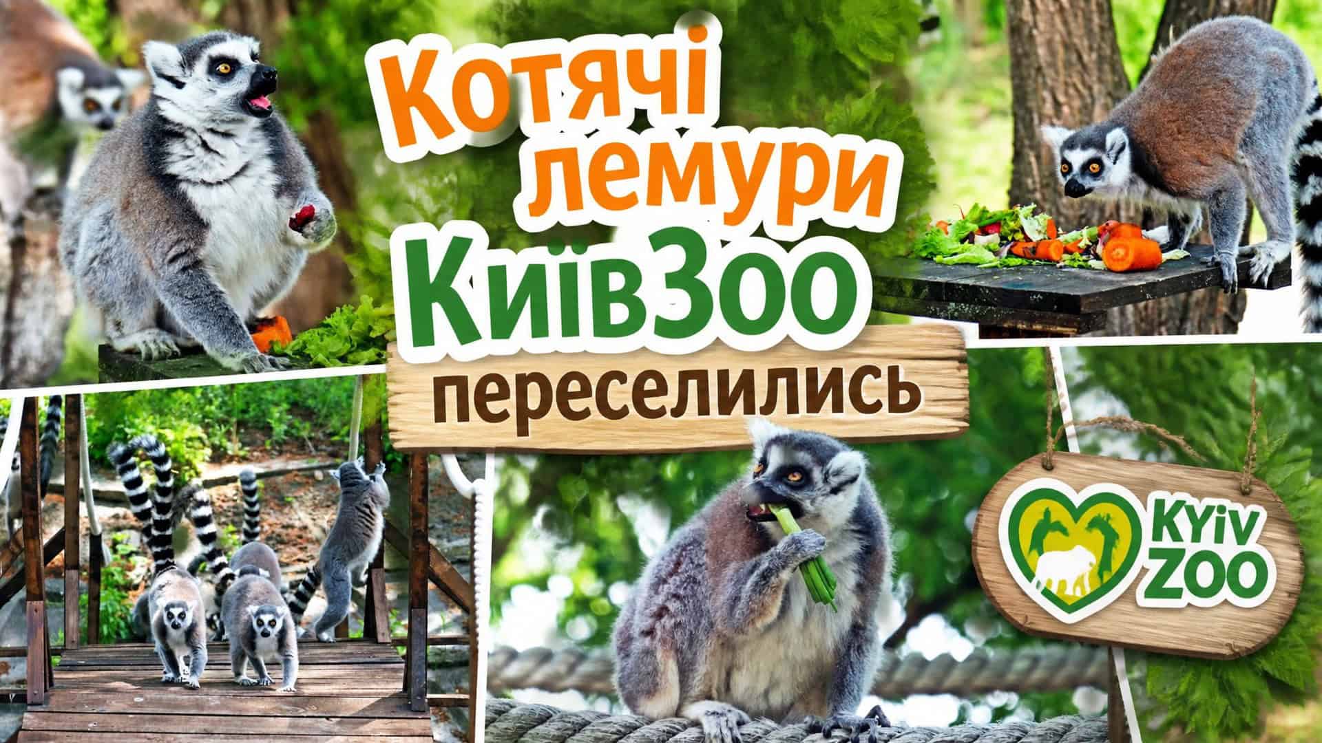 Киянка збувала психотропи поштою: вилучили 2,5 кг наркотиків Котячі лемури на оновлених літніх островах Нижнього парку КиївЗоо — тварини їдять, гуляють та грають на спеціально облаштованій території