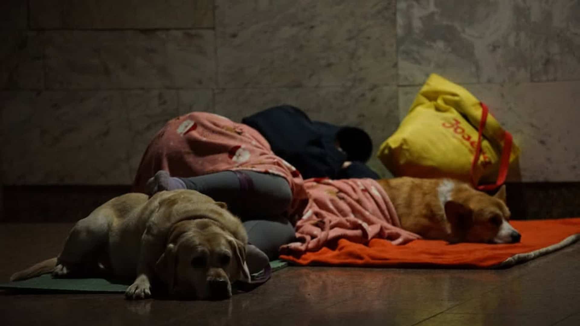 Люди та два собаки — лабрадор і корги — відпочивають на підстилках на підлозі станції Київського метрополітену, яка слугує укриттям під час нічної ракетної атаки 14 травня 2026 року