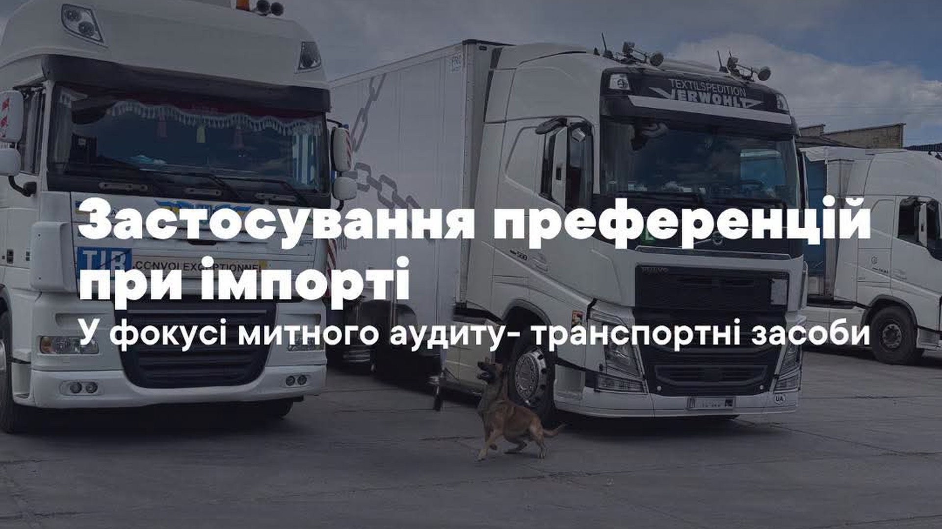 Вантажівки на майданчику митного контролю, на передньому плані службовий пес перевіряє транспорт під час митного аудиту