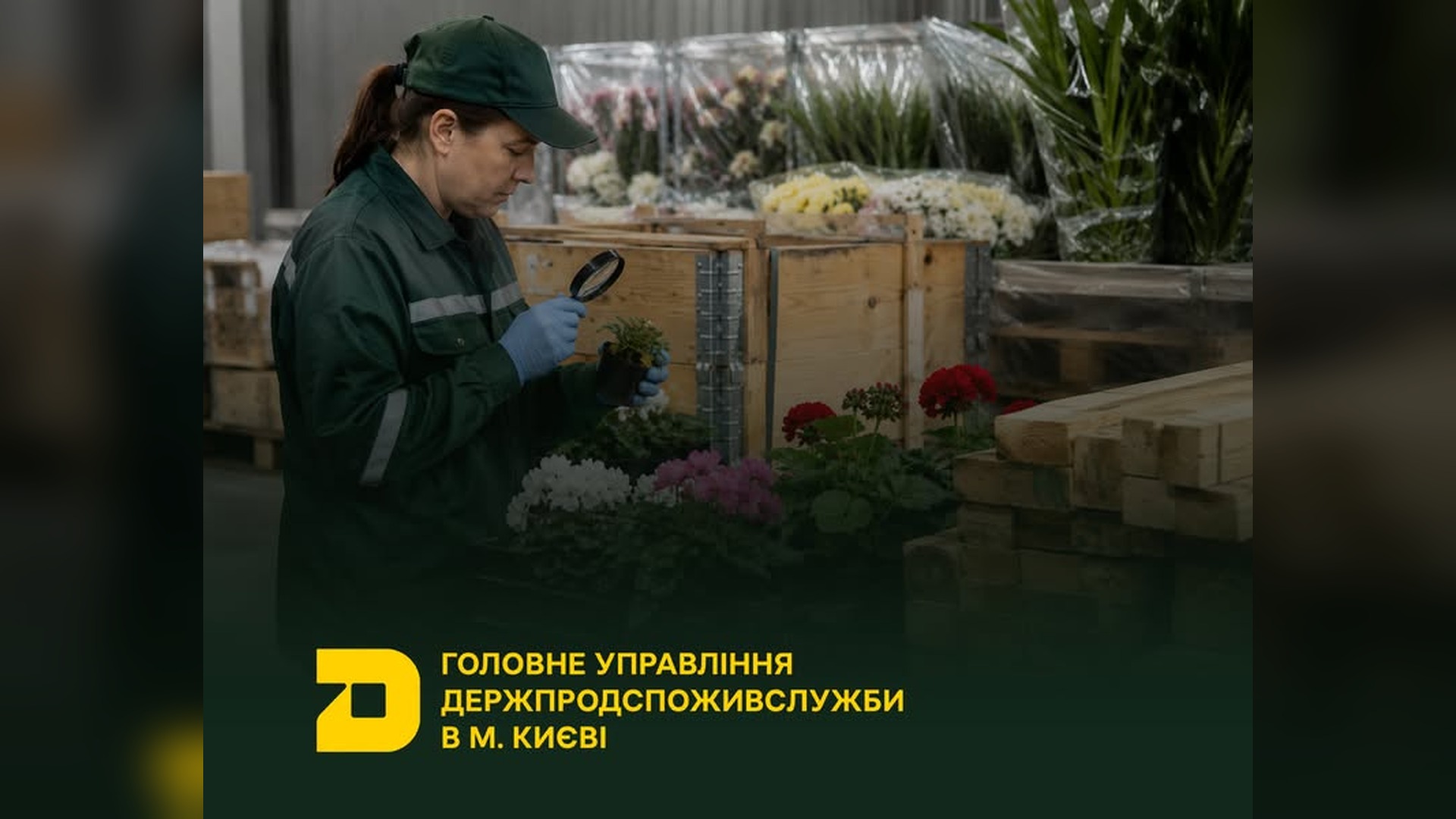 КМДА: якість повітря в Києві впала до 156 одиниць Інспекторка Держпродспоживслужби перевіряє з лупою рослину серед ящиків із квітами на складі в Києві