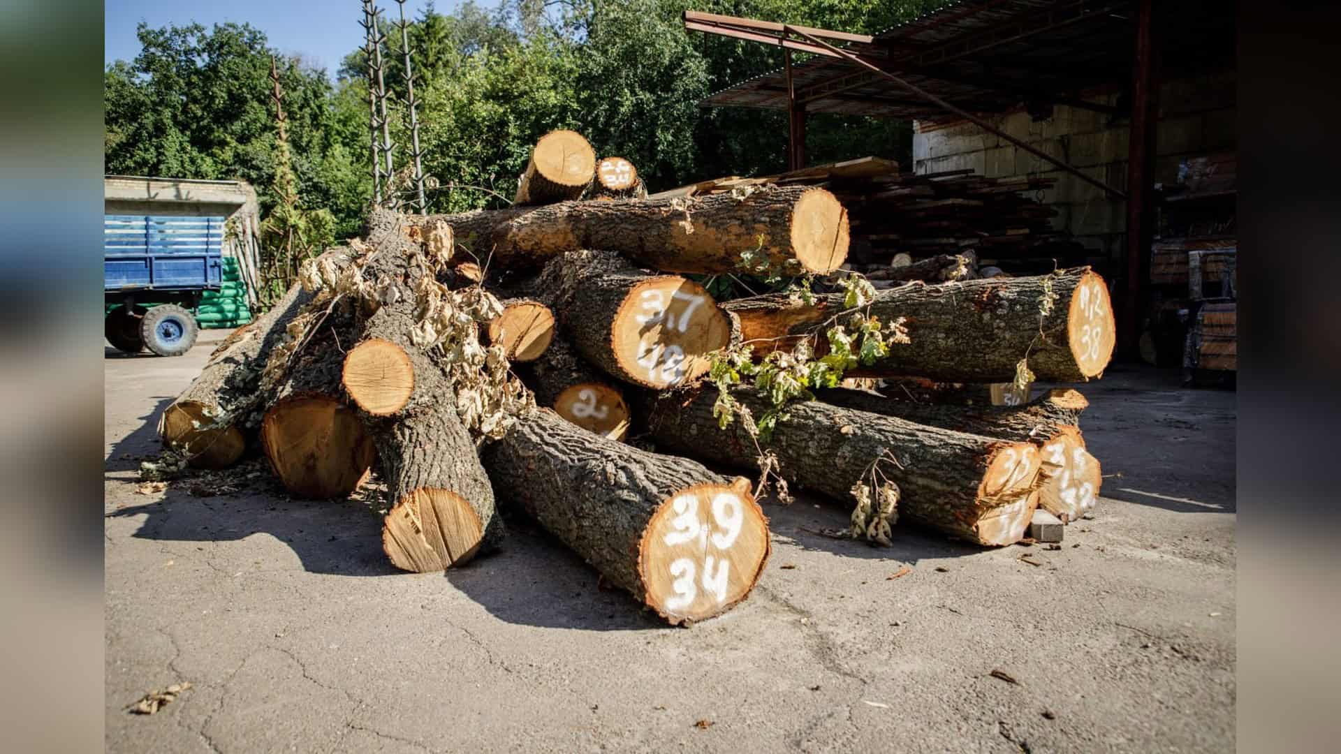 Зрубані дерева на Теремках у Києві, деревину яких «Київзеленбуд» використає для виготовлення вуличних меблів та пергол