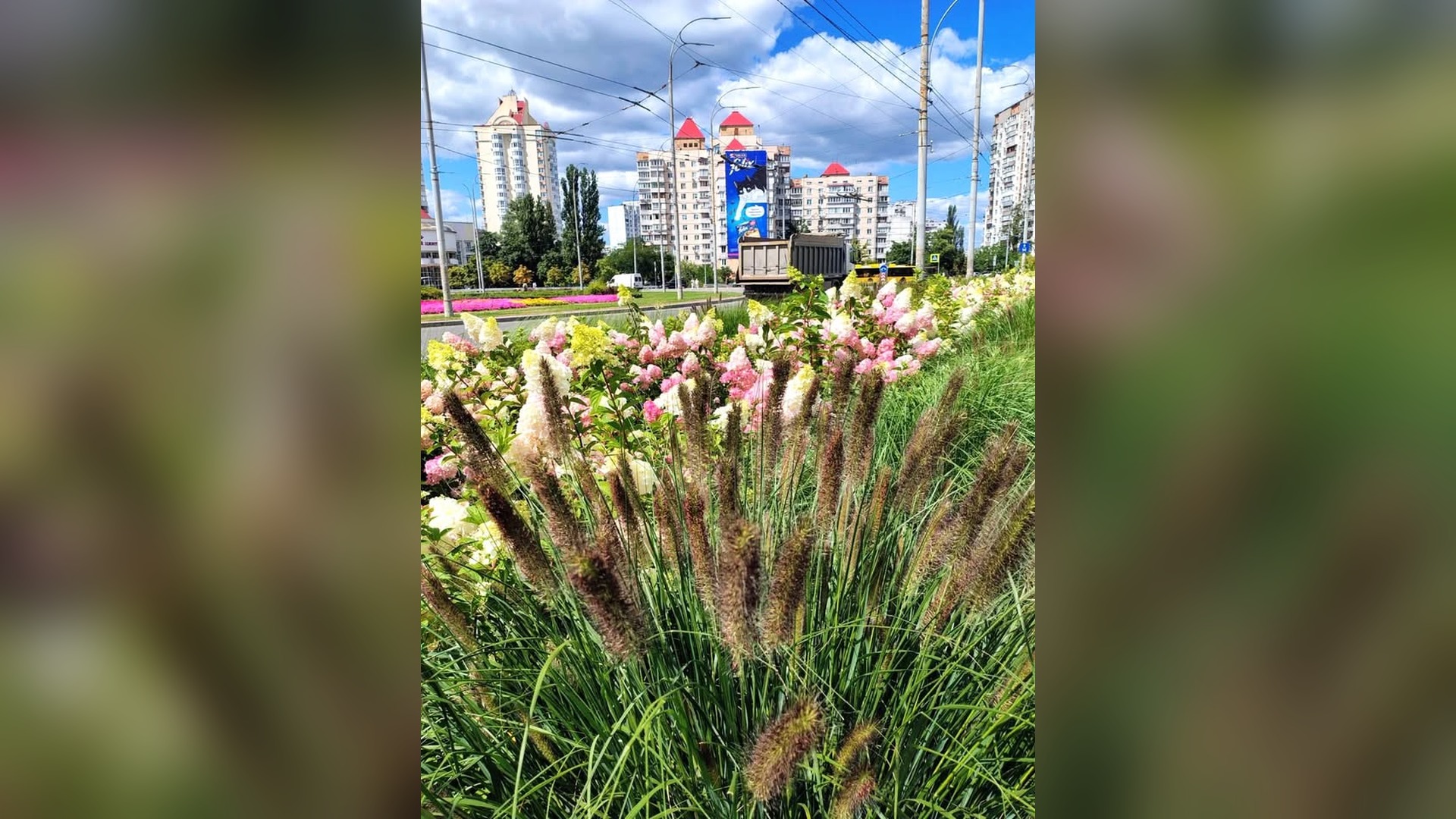 6 вулиць Києва ремонтують з урахуванням безбар'єрності Декоративні злаки на міській клумбі в Києві — міскантус і куничник у новому озелененні столиці