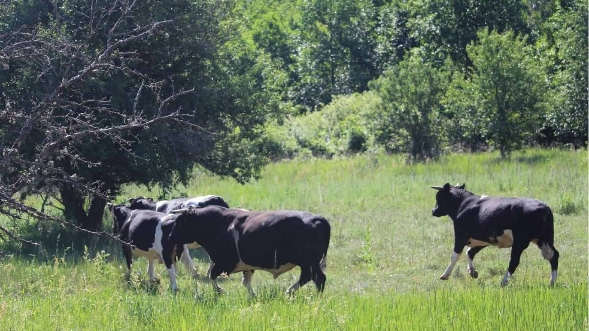 На Київщині зафіксували випадок сказу: введено карантин та вакцинацію тварин Здичавіле стадо корів іде лісовою стежкою в Чорнобильській зоні відчуження, попереду ватажок Рябко