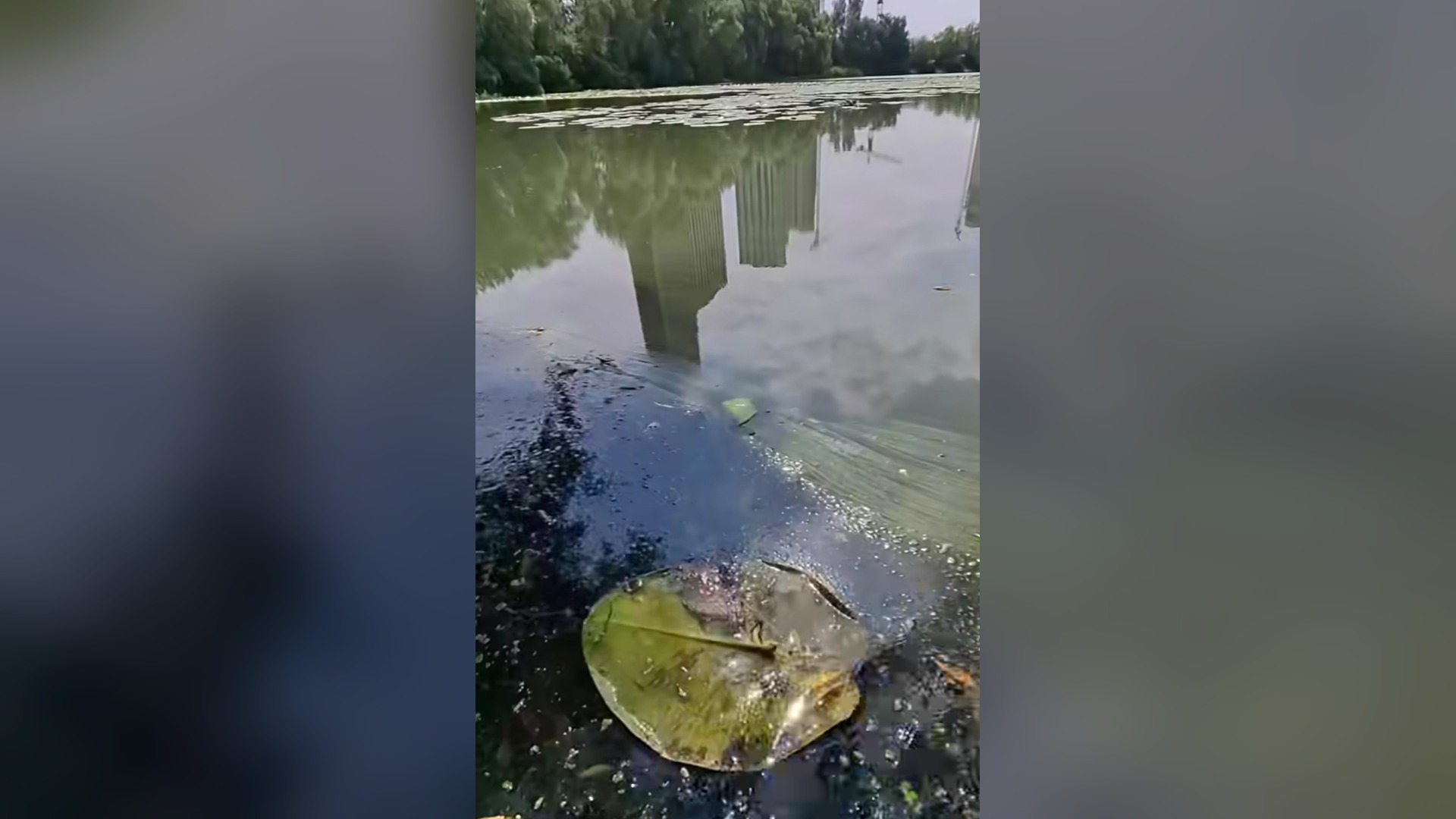 Плівка забруднення та сміття на поверхні води озера Небреж на Осокорках із відображенням новобудов