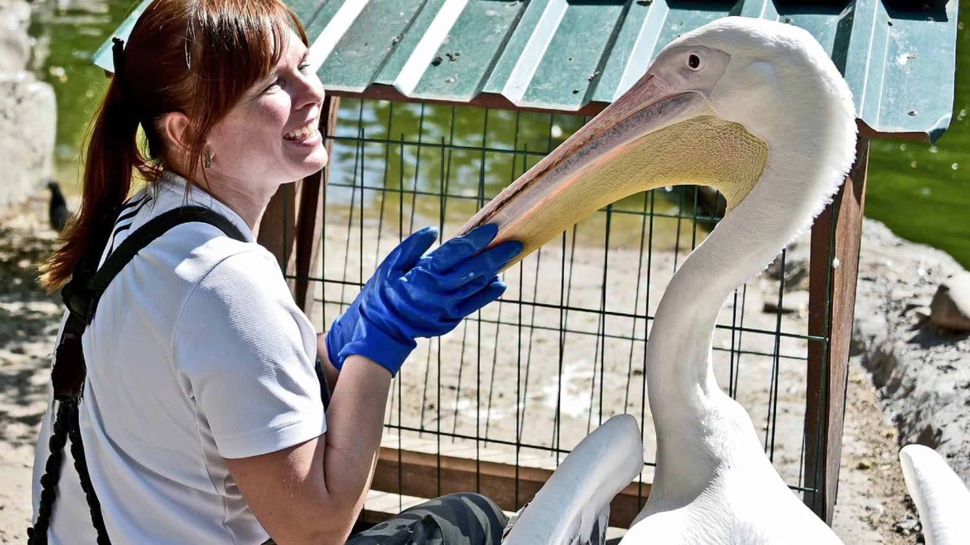 У Київській ветлікарні оновили операційну та встановлюють рентген Працівниця КиївЗоо годує великого пелікана рибою з рук у блакитній рукавичці біля вольєра