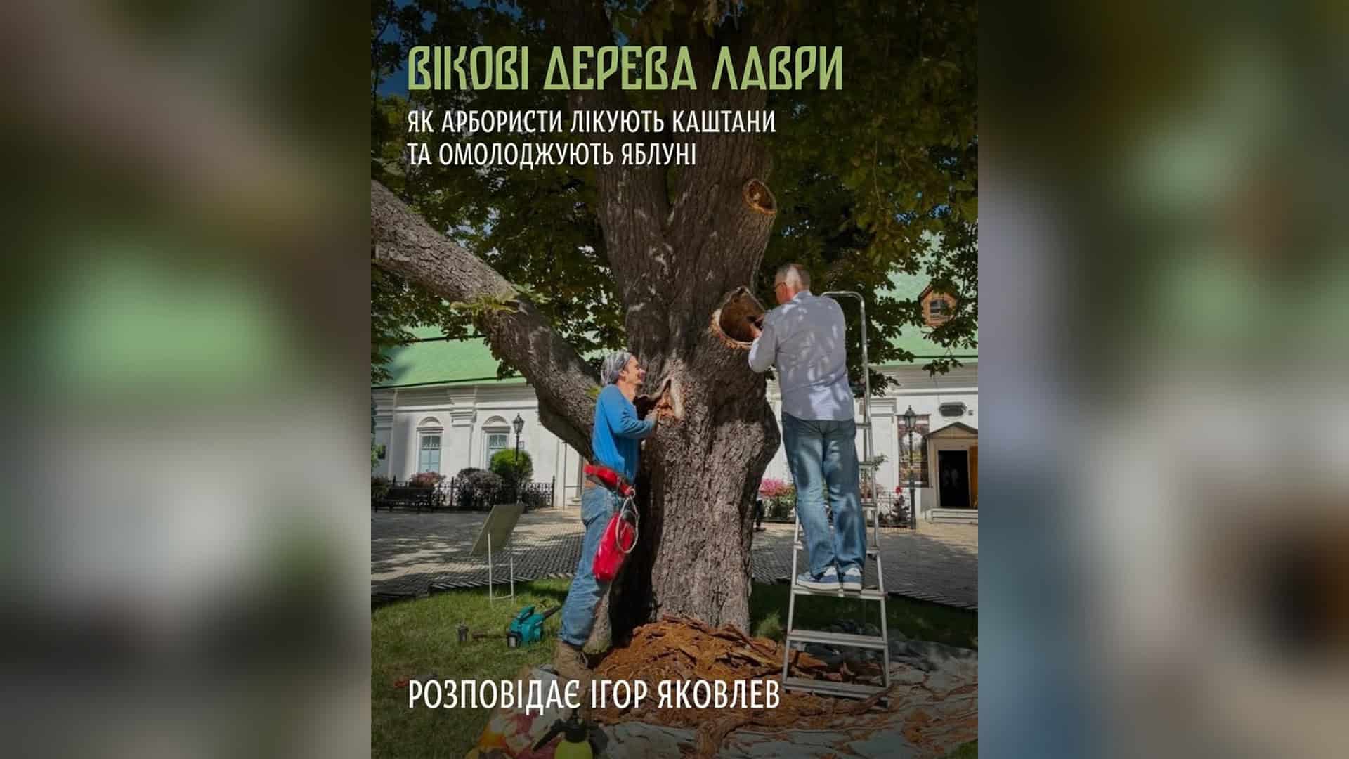Арбористи «Ліги арбористів України» у 2026 році розпочали лікування трьох старовікових каштанів центральної алеї Києво-Печерської лаври, відновлення і