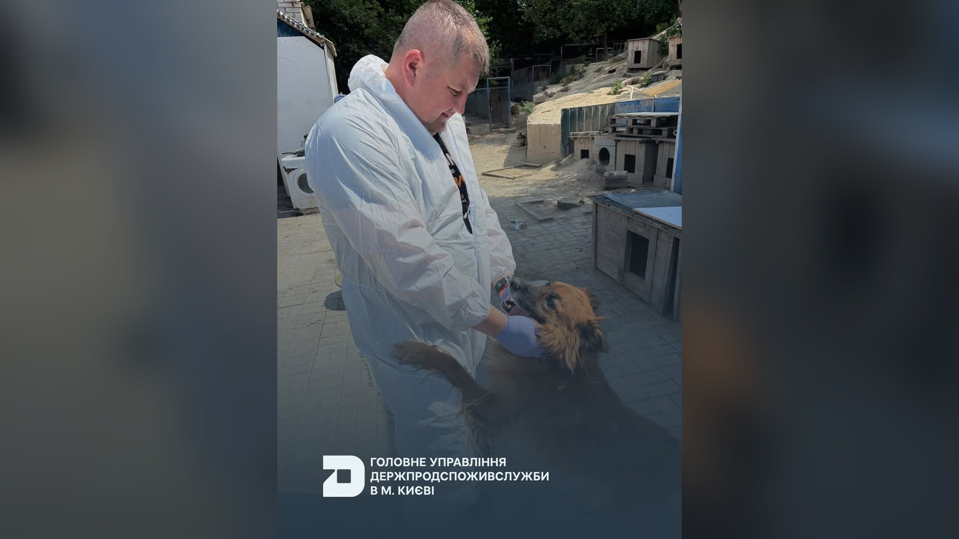 Фахівець Держпродспоживслужби Києва вакцинує собаку від сказу в притулку «SOS» у Голосіївському районі