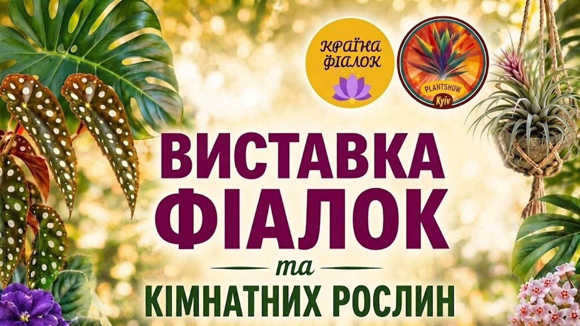 Детективна вистава «Онлі Фанс»: прем’єра у Києві 20 серпня Афіша виставки фіалок і кімнатних рослин у Києві — сорти фіалок, бегонії, сукуленти й екзотичні рослини, вхід безкоштовний.