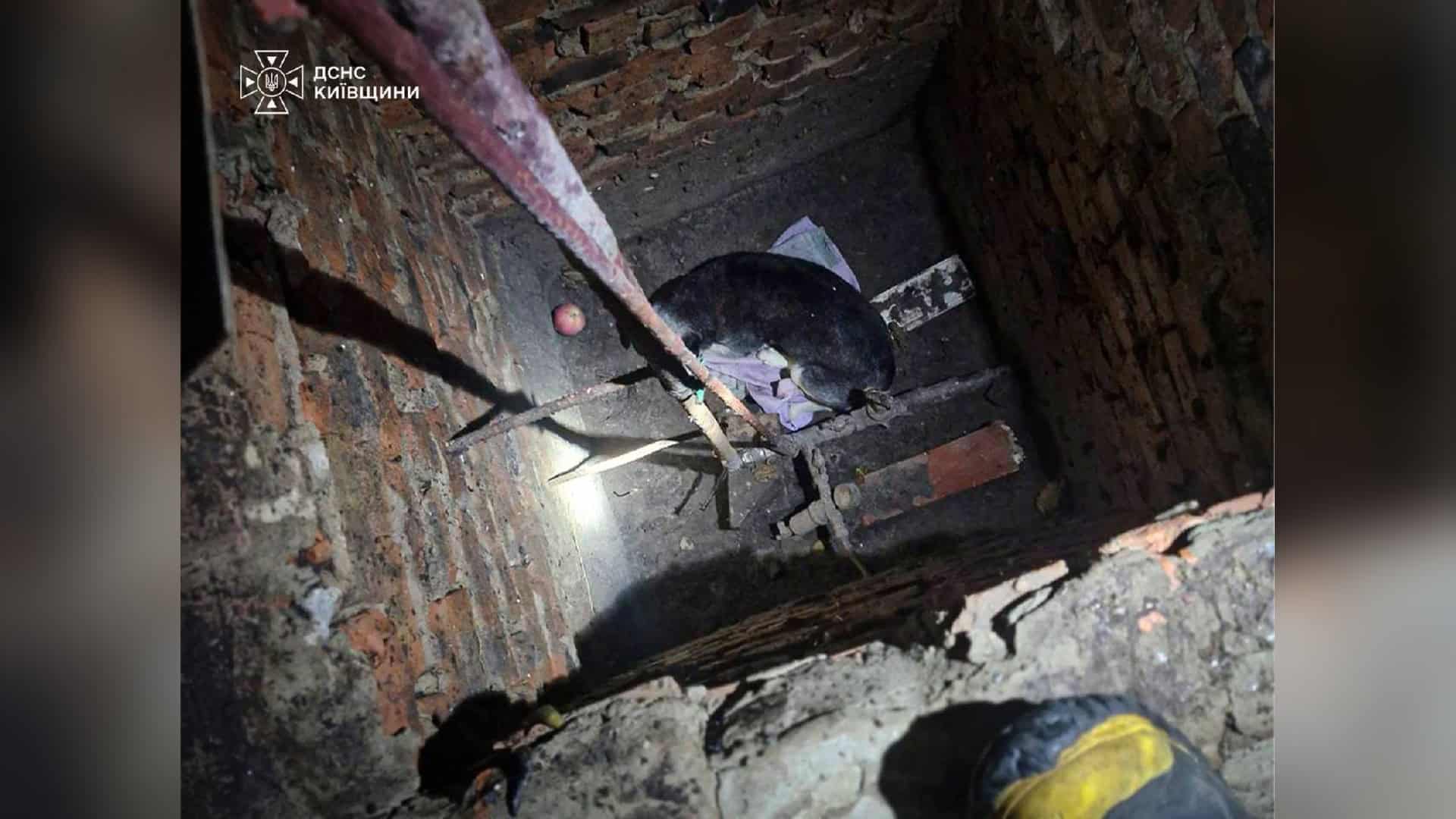 Рятувальники за допомогою драбини дістають собаку з ями у селі Шкарівка Білоцерківського району Київщини