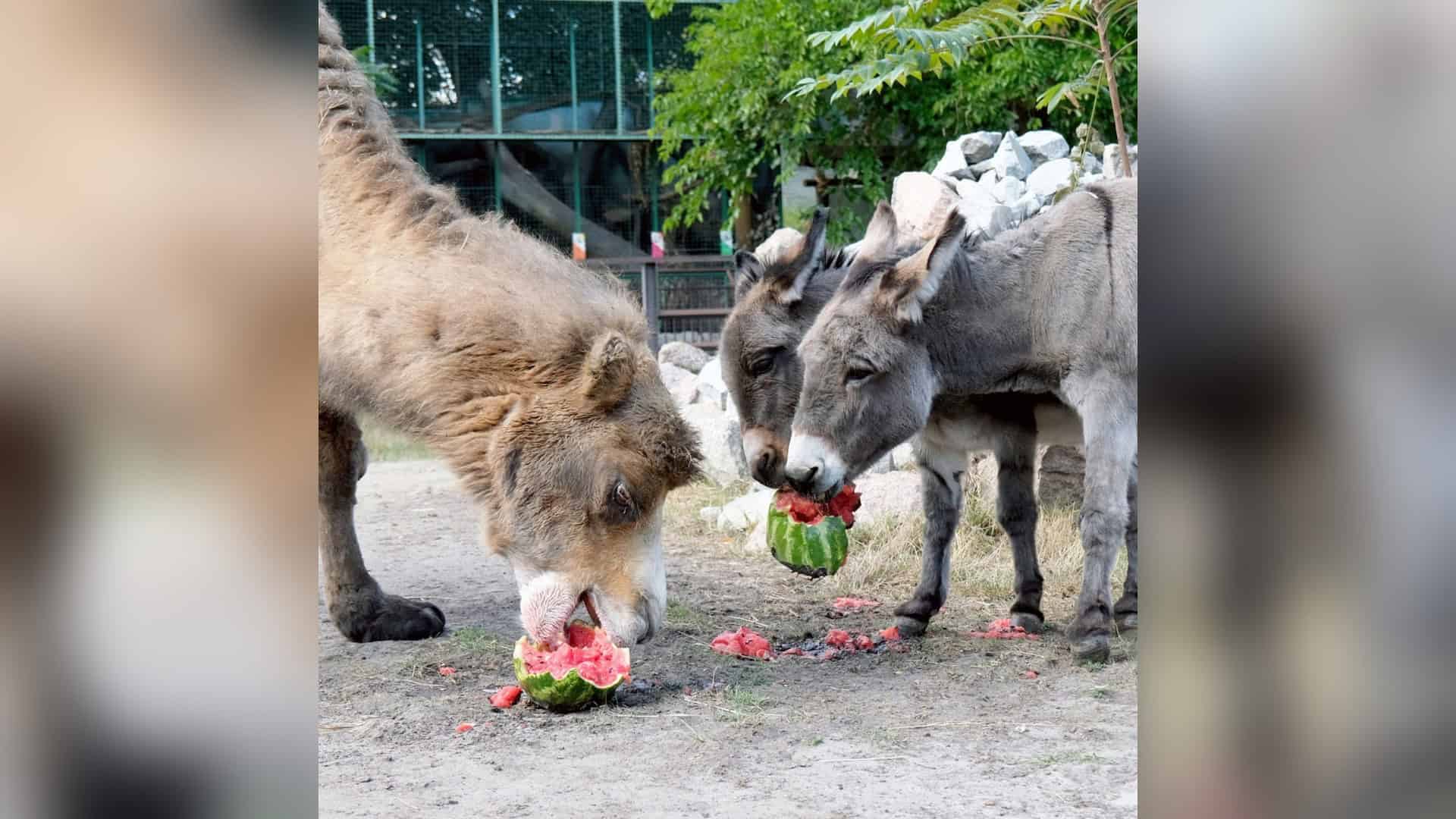 Собаку викинули з вікна у Святошині: поліція відкрила справу КиївЗоо влаштує кавуновий вікенд для копитних 12–13 вересня