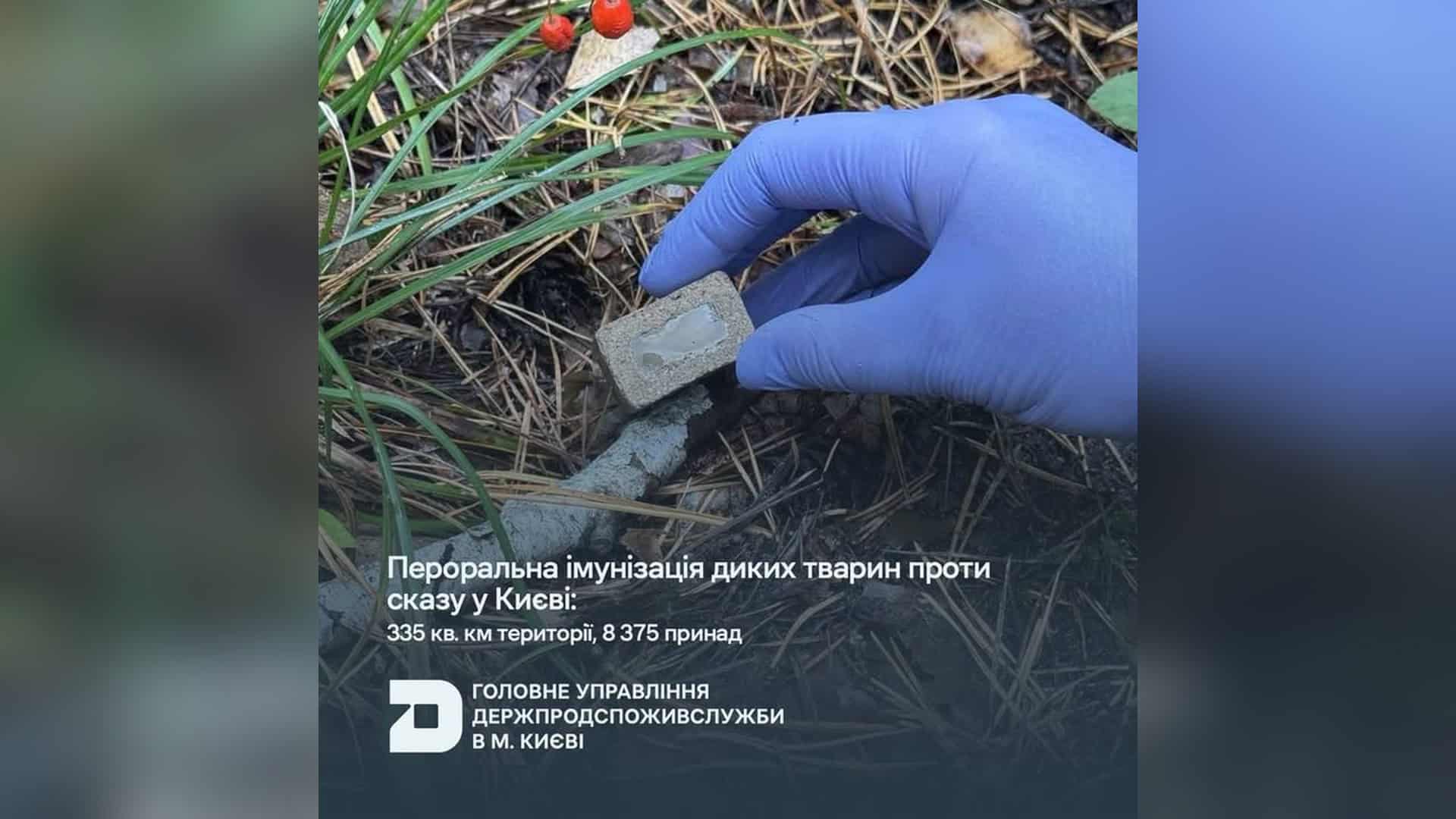 Вакцинна принада у вигляді коричневого брикету для диких тварин у лісопарковій зоні Києва, кампанія проти сказу 2026 року