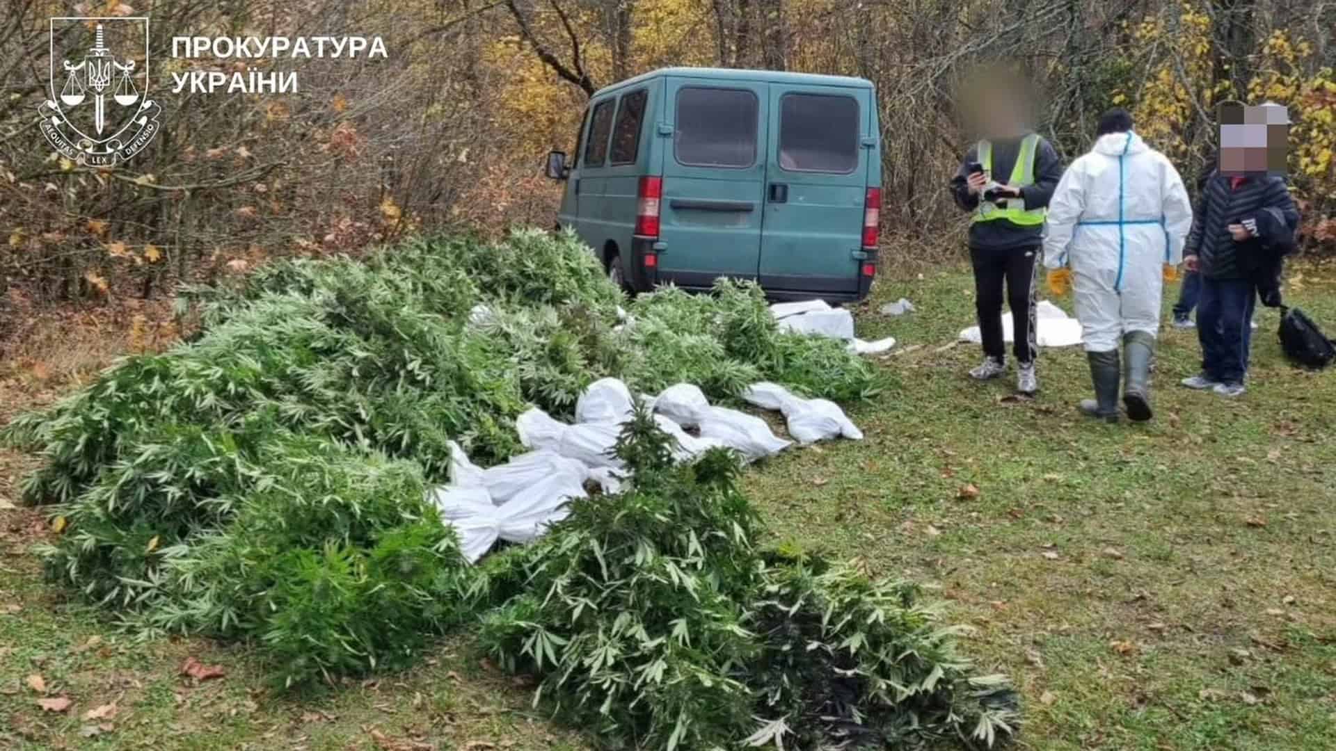 У Броварах 45-річну жінку підозрюють в умисному вбивстві чоловіка Купа зрізаних рослин на траві біля зеленого мікроавтобуса, поруч стоять люди в захисному костюмі та жилеті з розмитими обличчями
